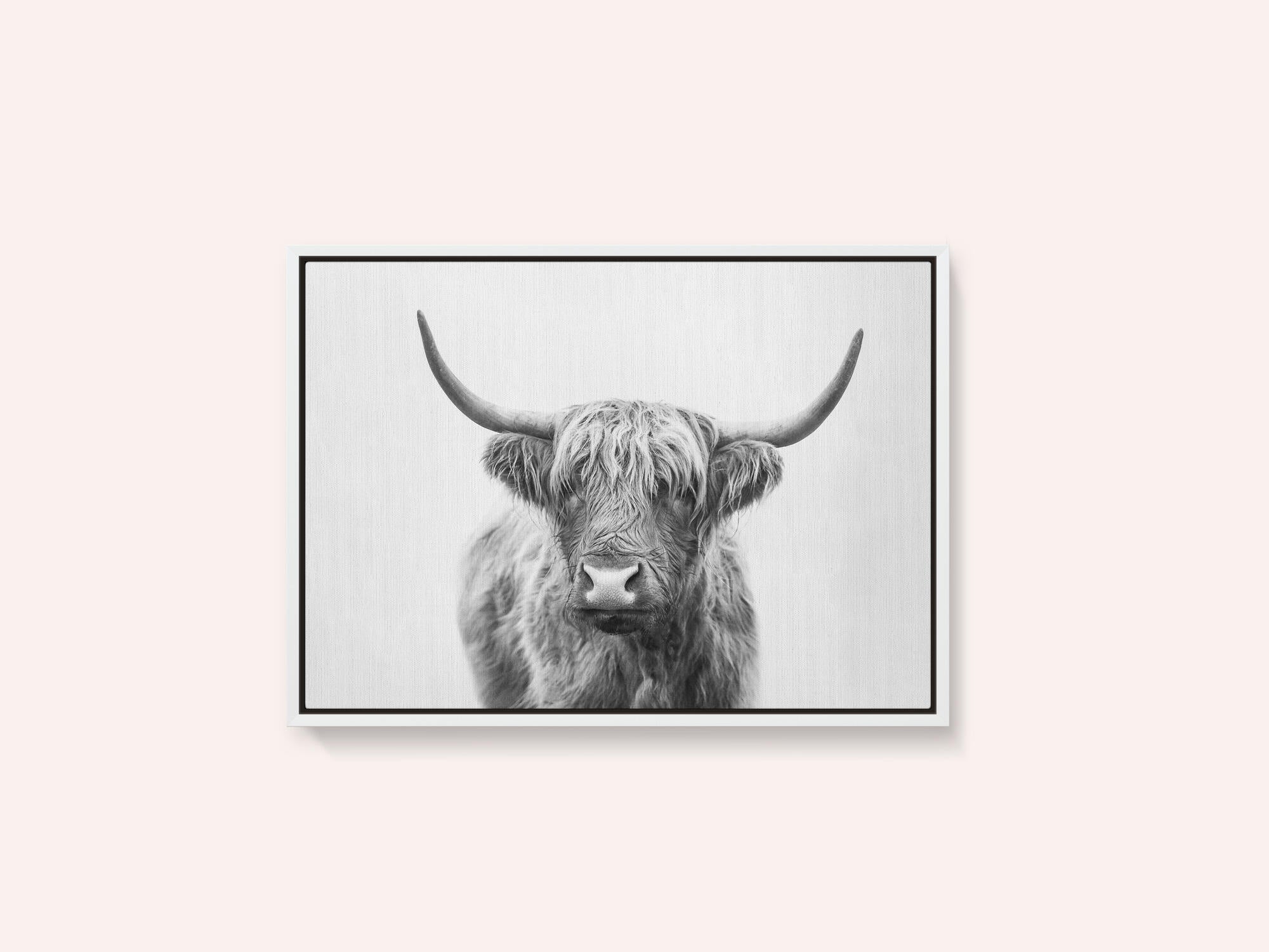 Highland Bull