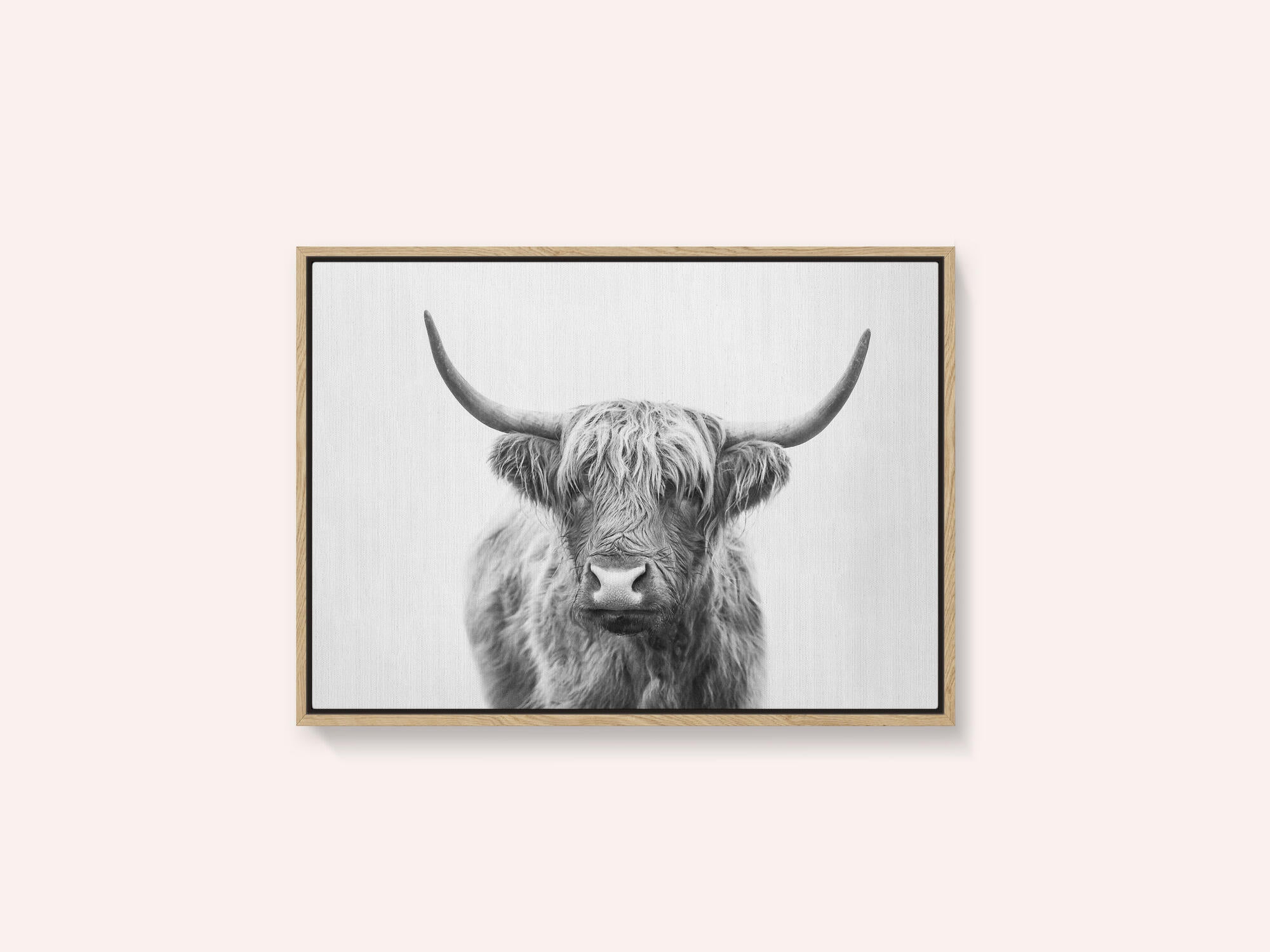 Highland Bull