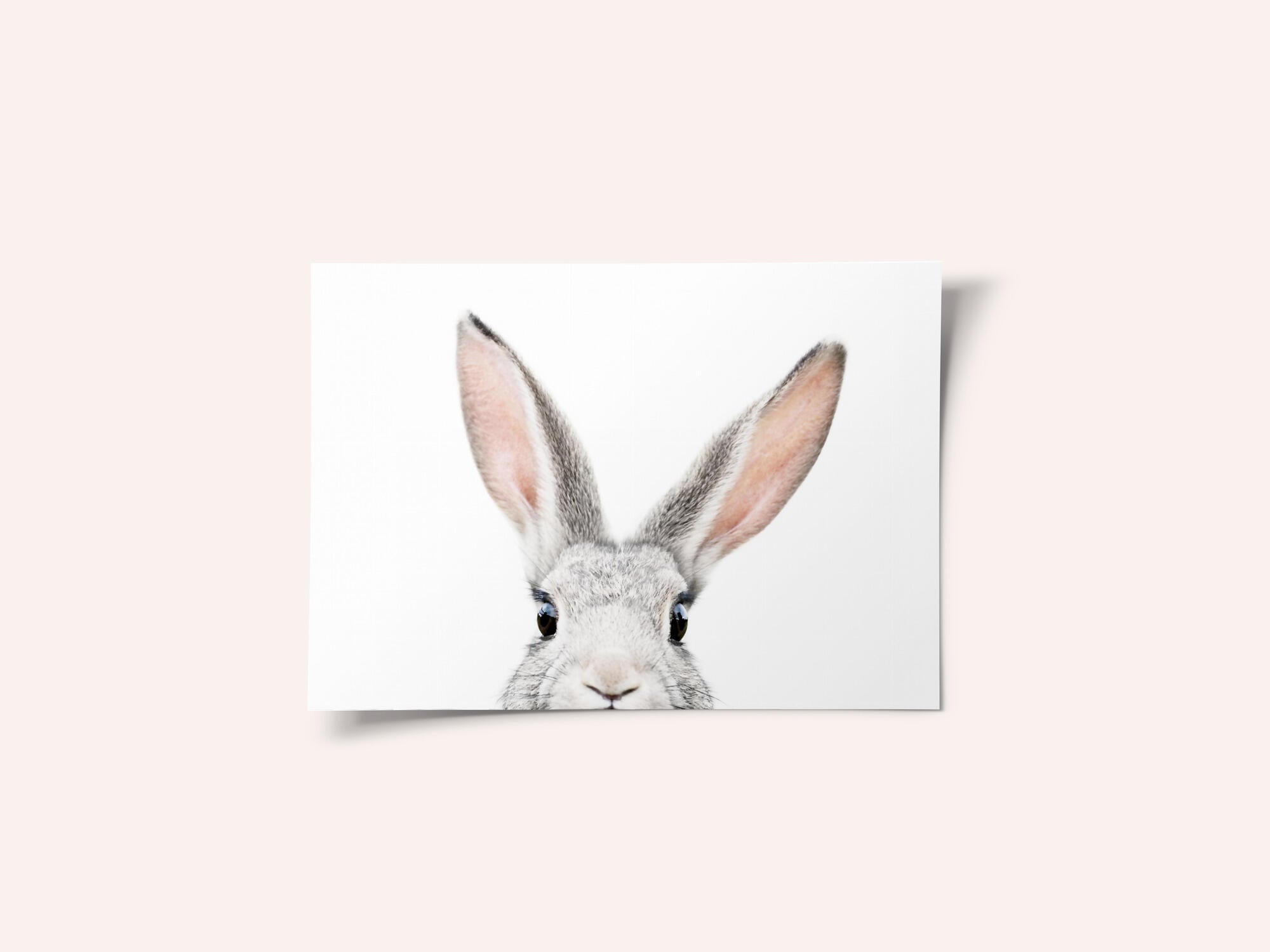 Peeking Bunny