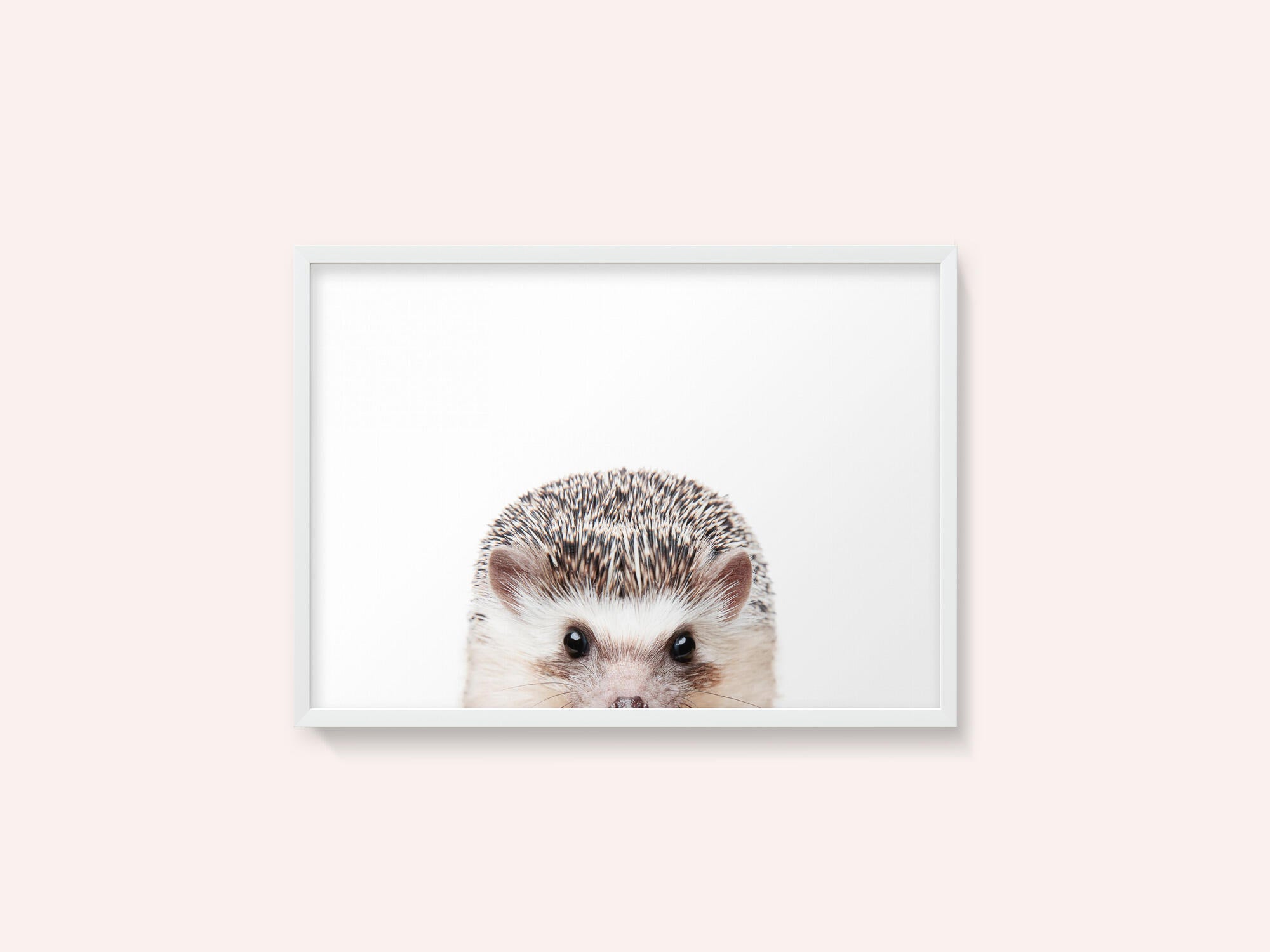 Peeking Hedgehog
