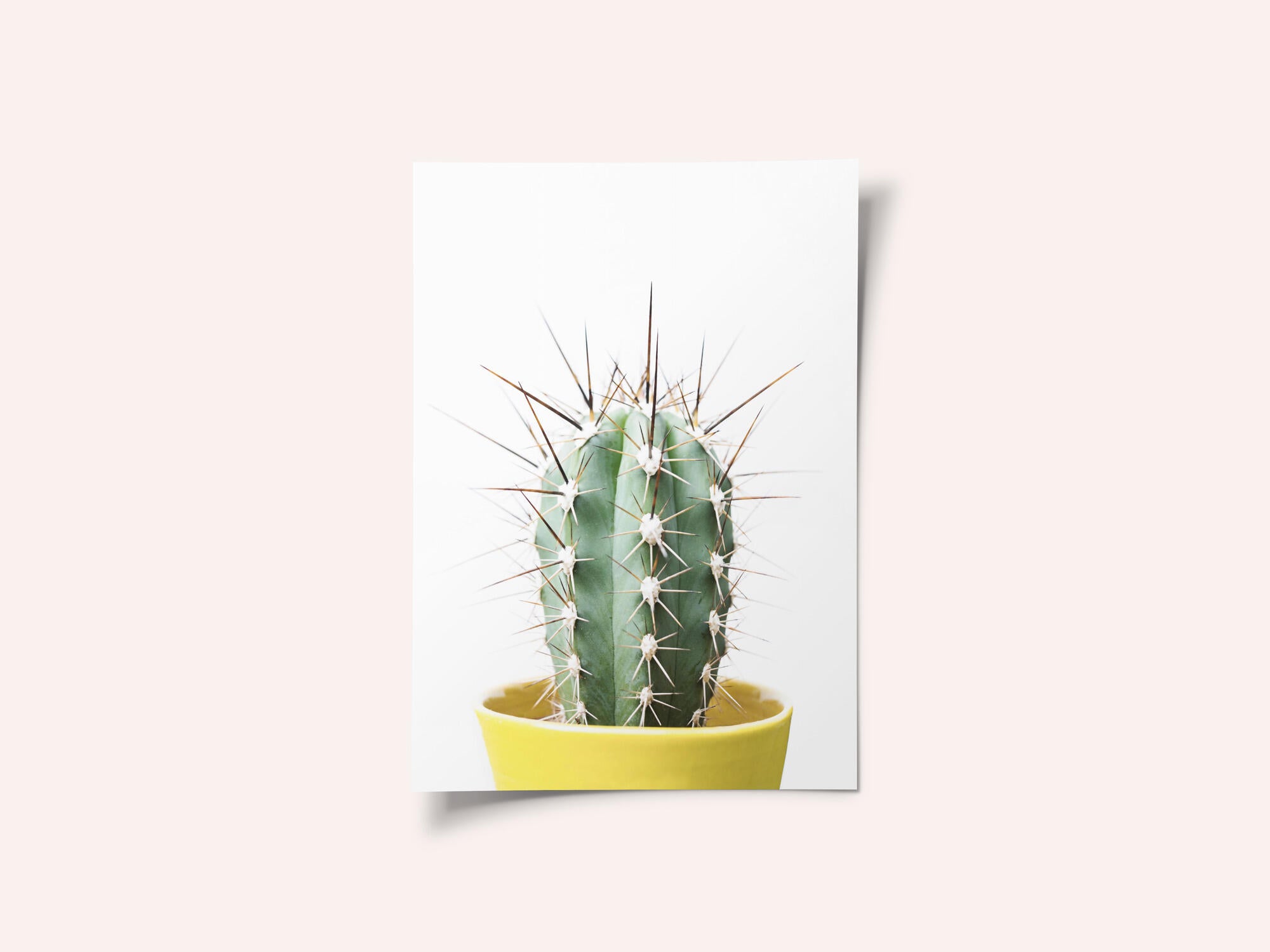 Spikey Cactus