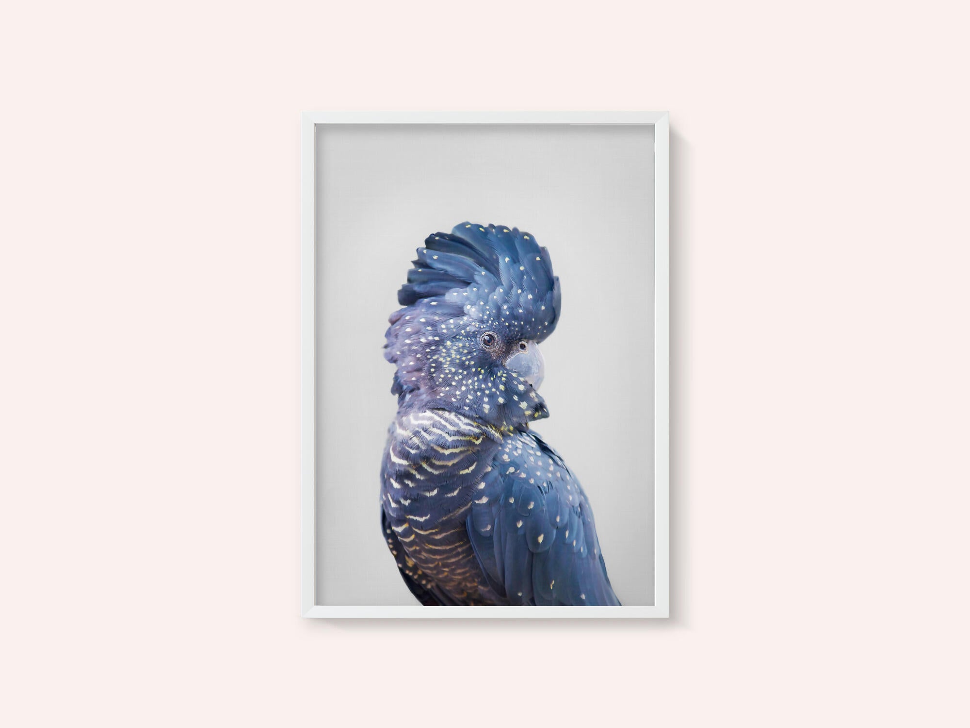 Black Cockatoo