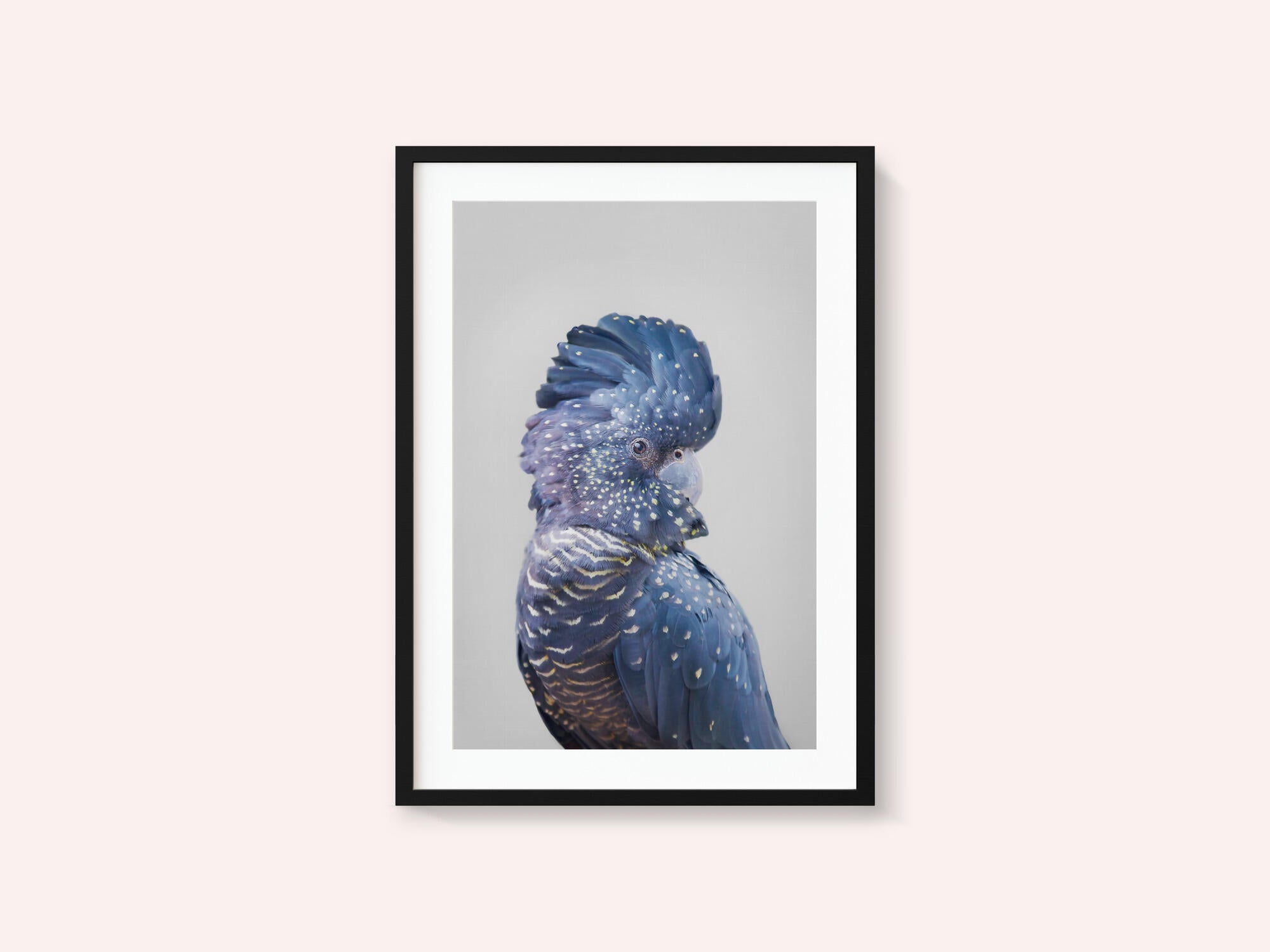 Black Cockatoo