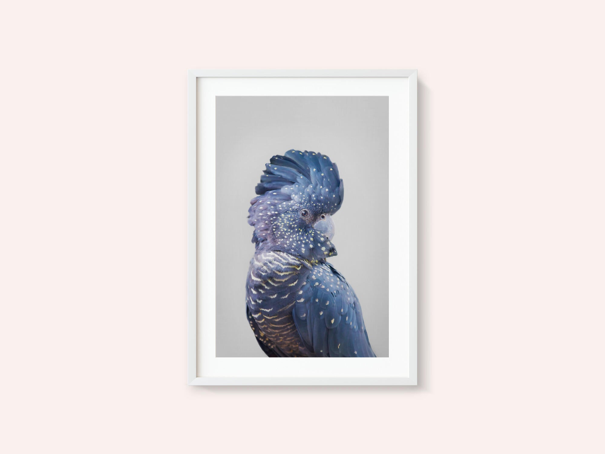 Black Cockatoo