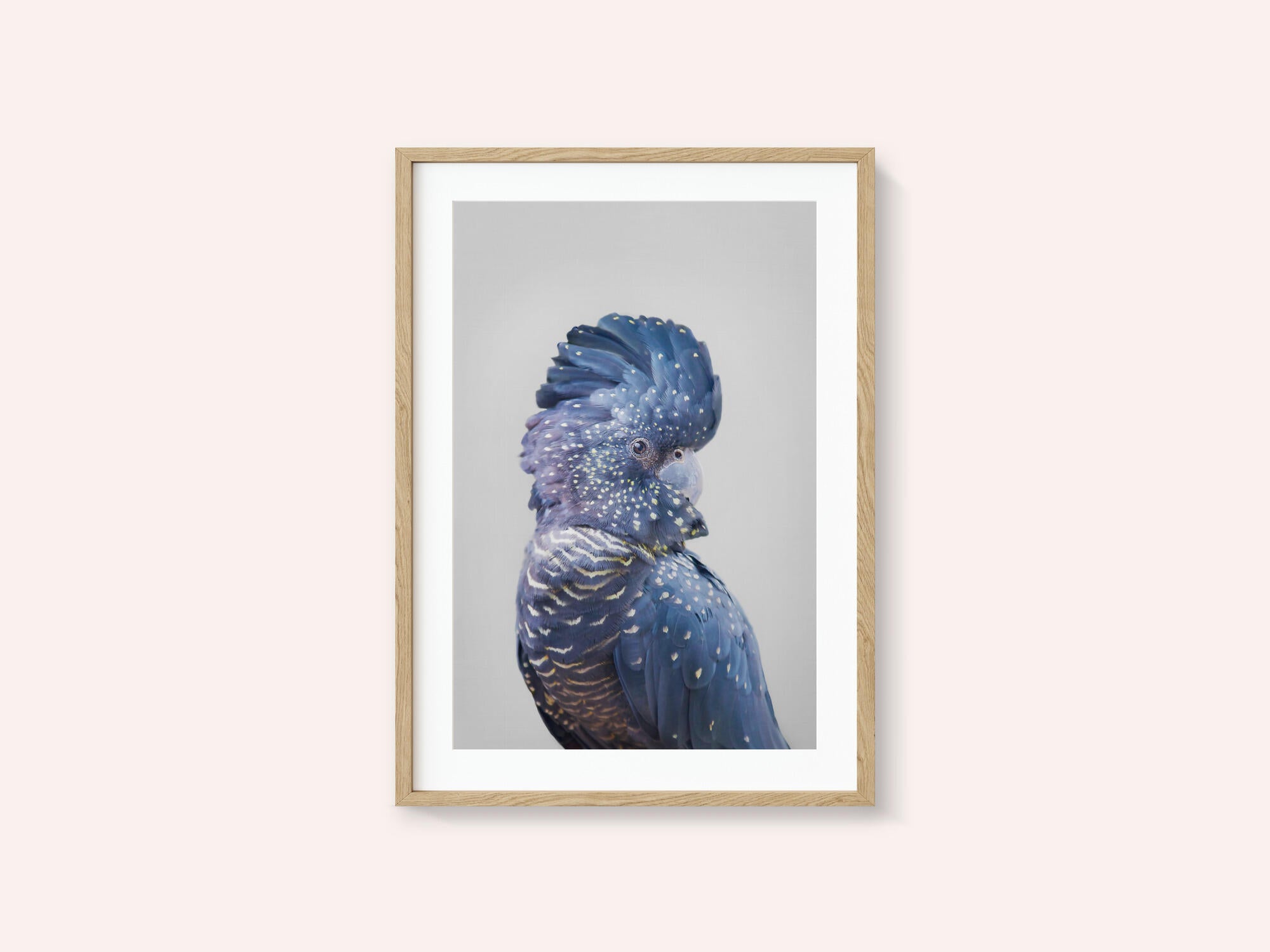 Black Cockatoo