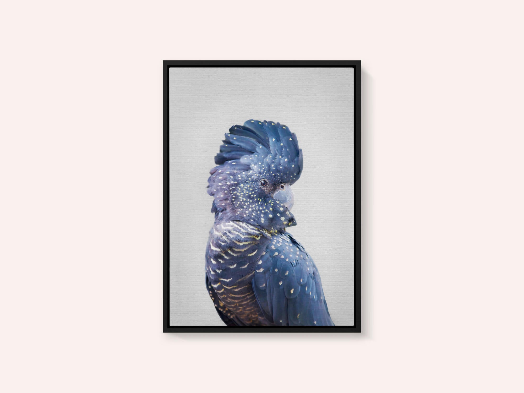 Black Cockatoo
