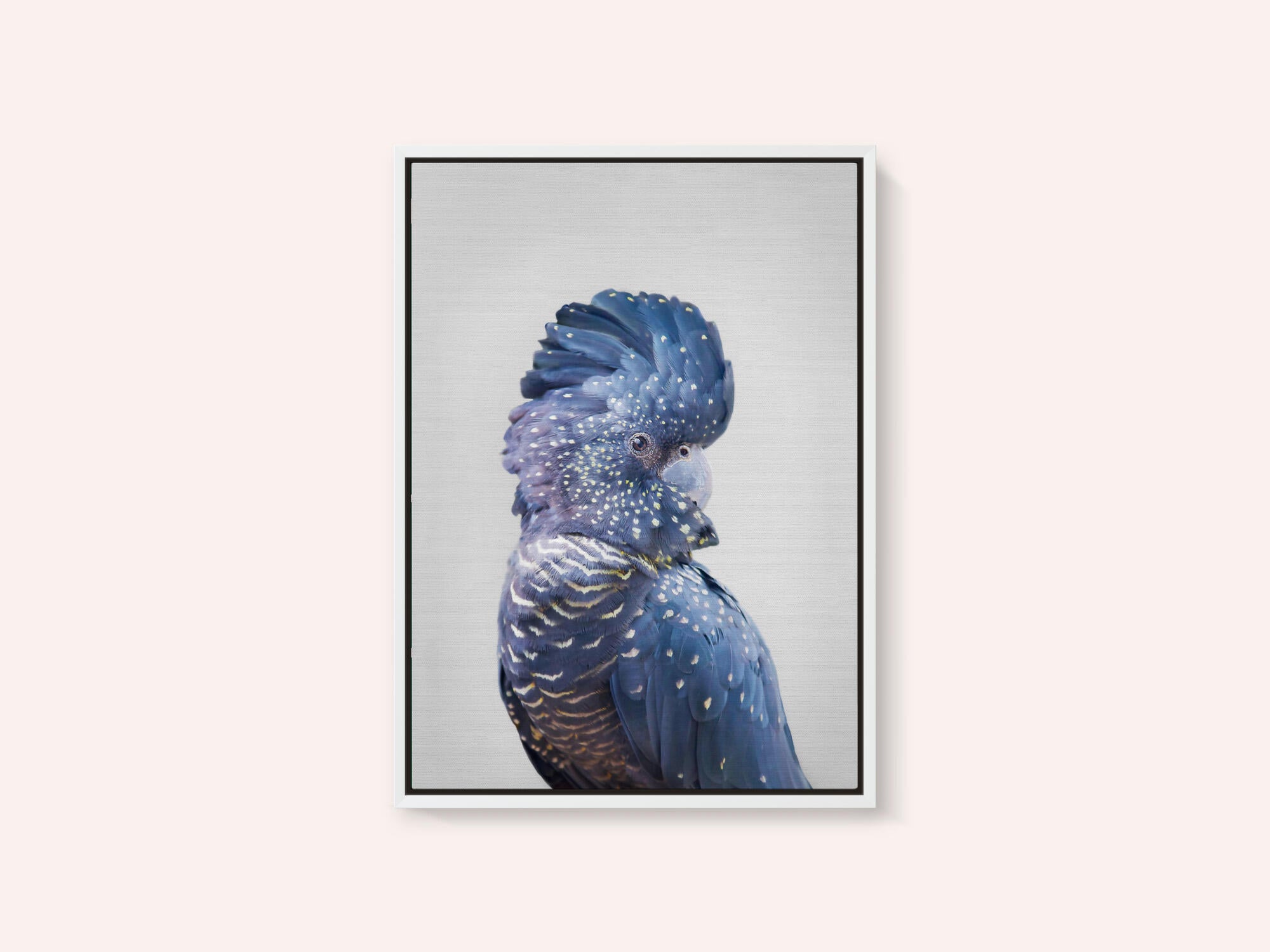 Black Cockatoo