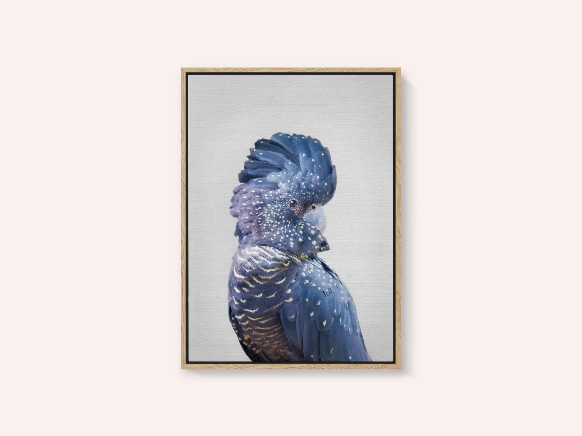 Black Cockatoo