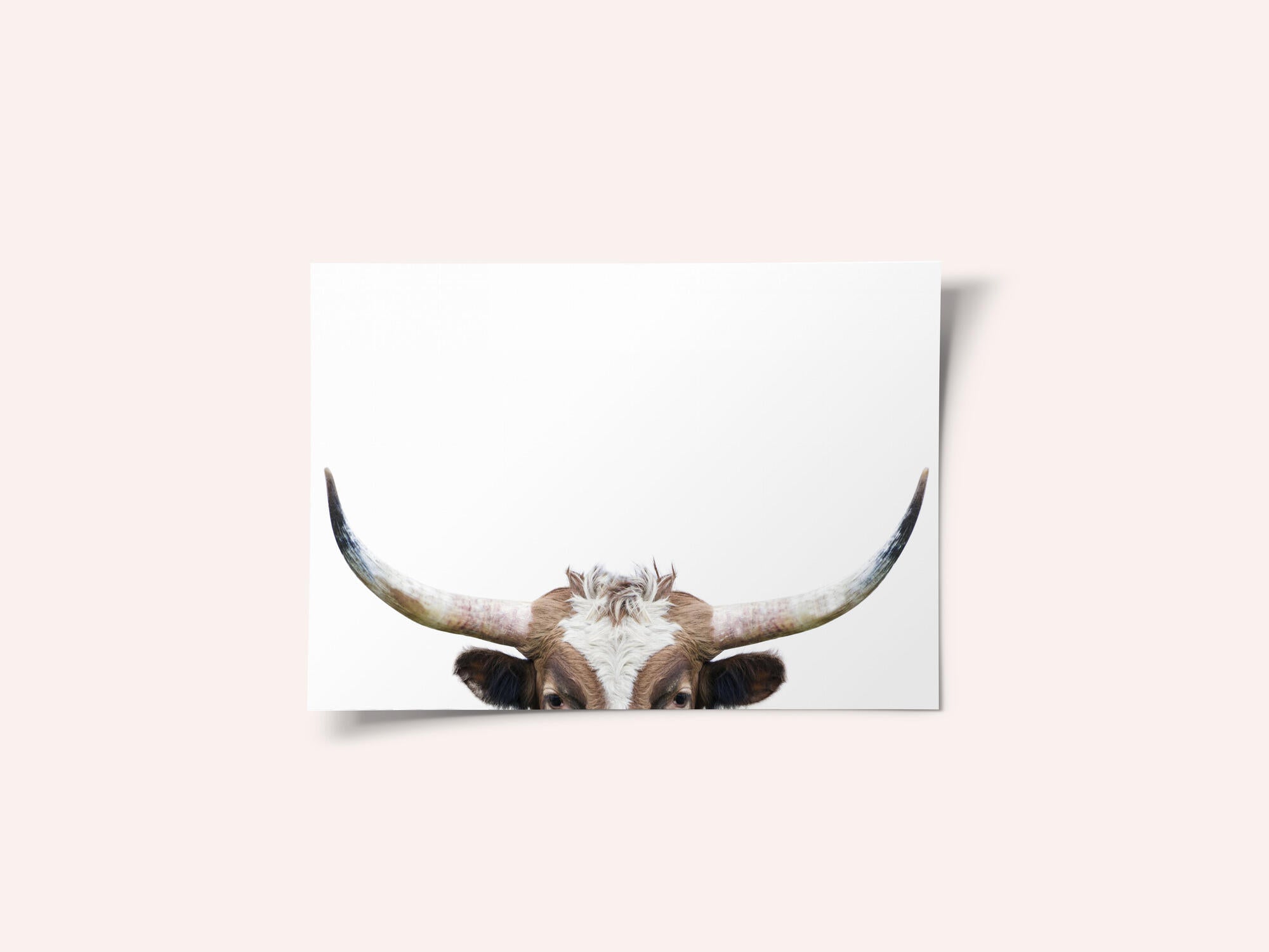 Peeking Longhorn Cow