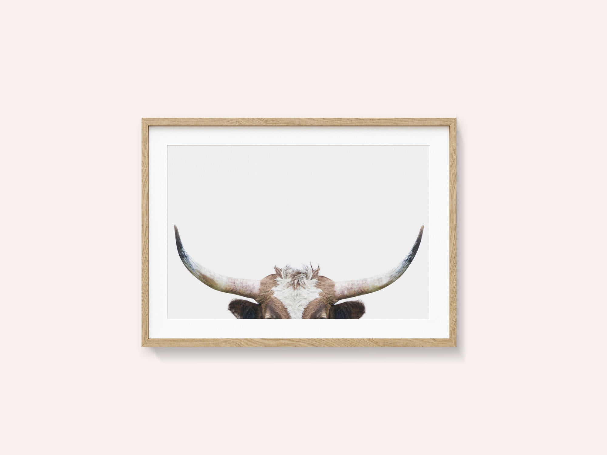 Peeking Longhorn Cow