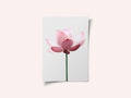 Lotus Flower