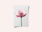 Lotus Flower