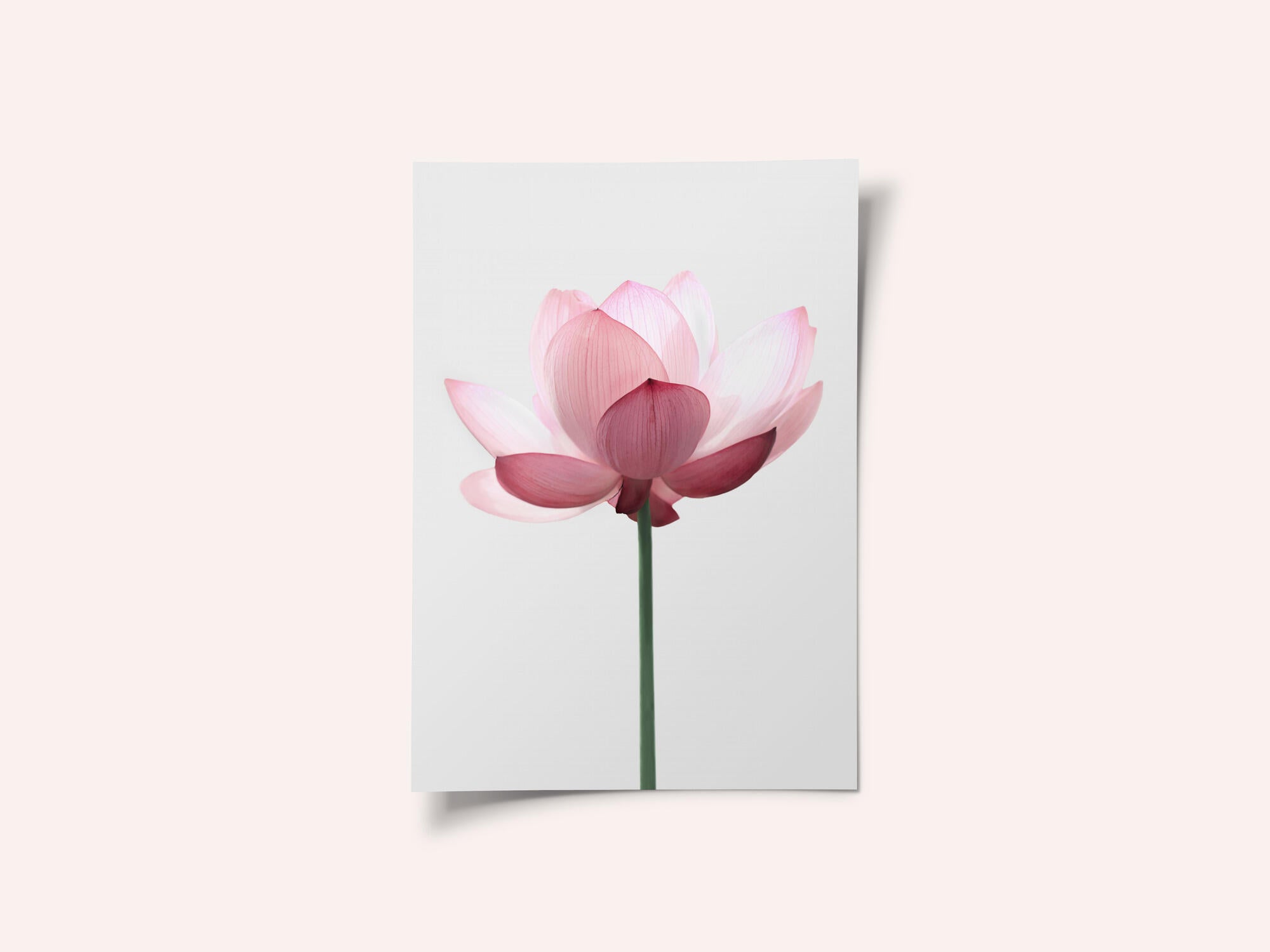 Lotus Flower