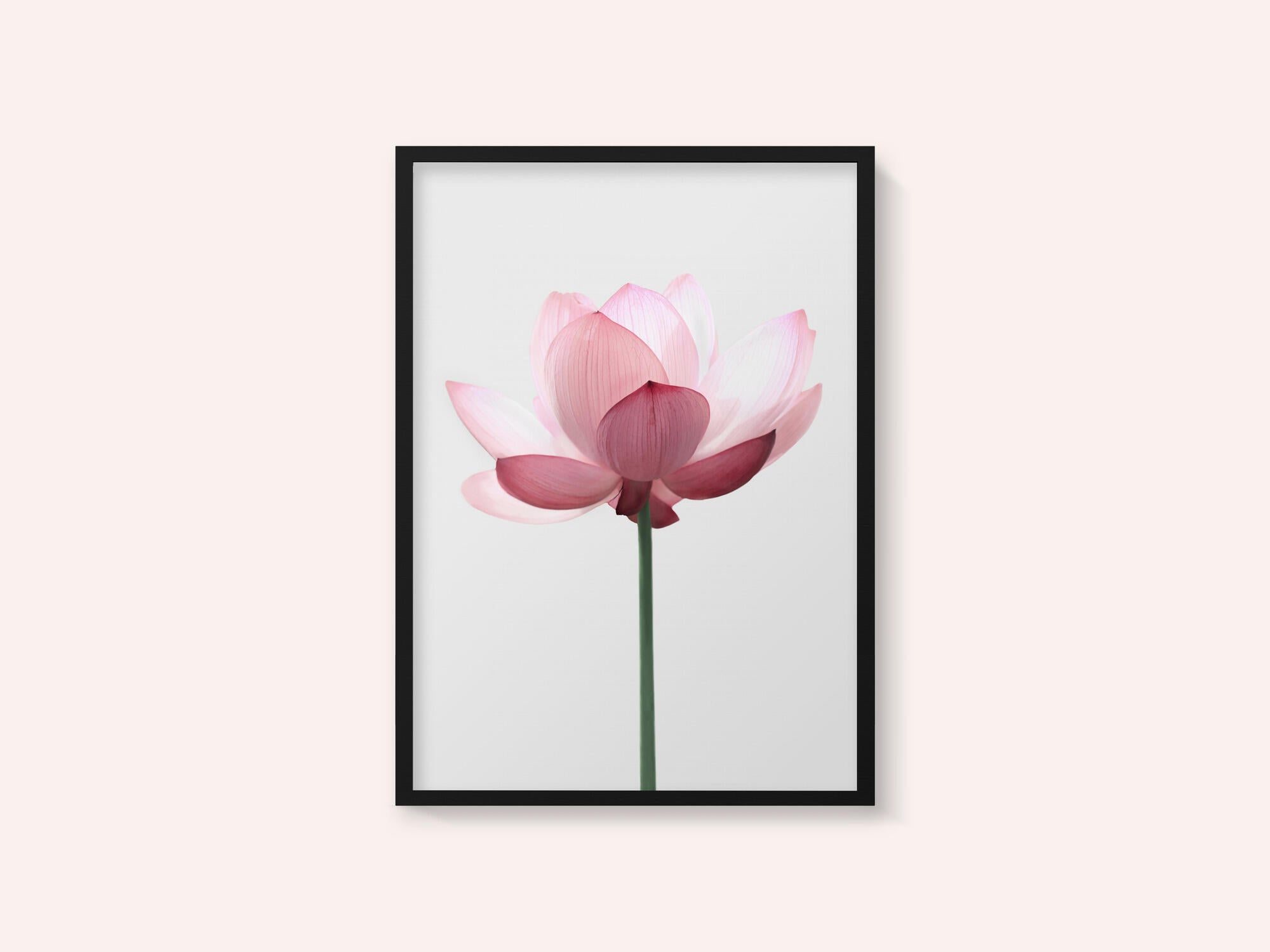 Lotus Flower