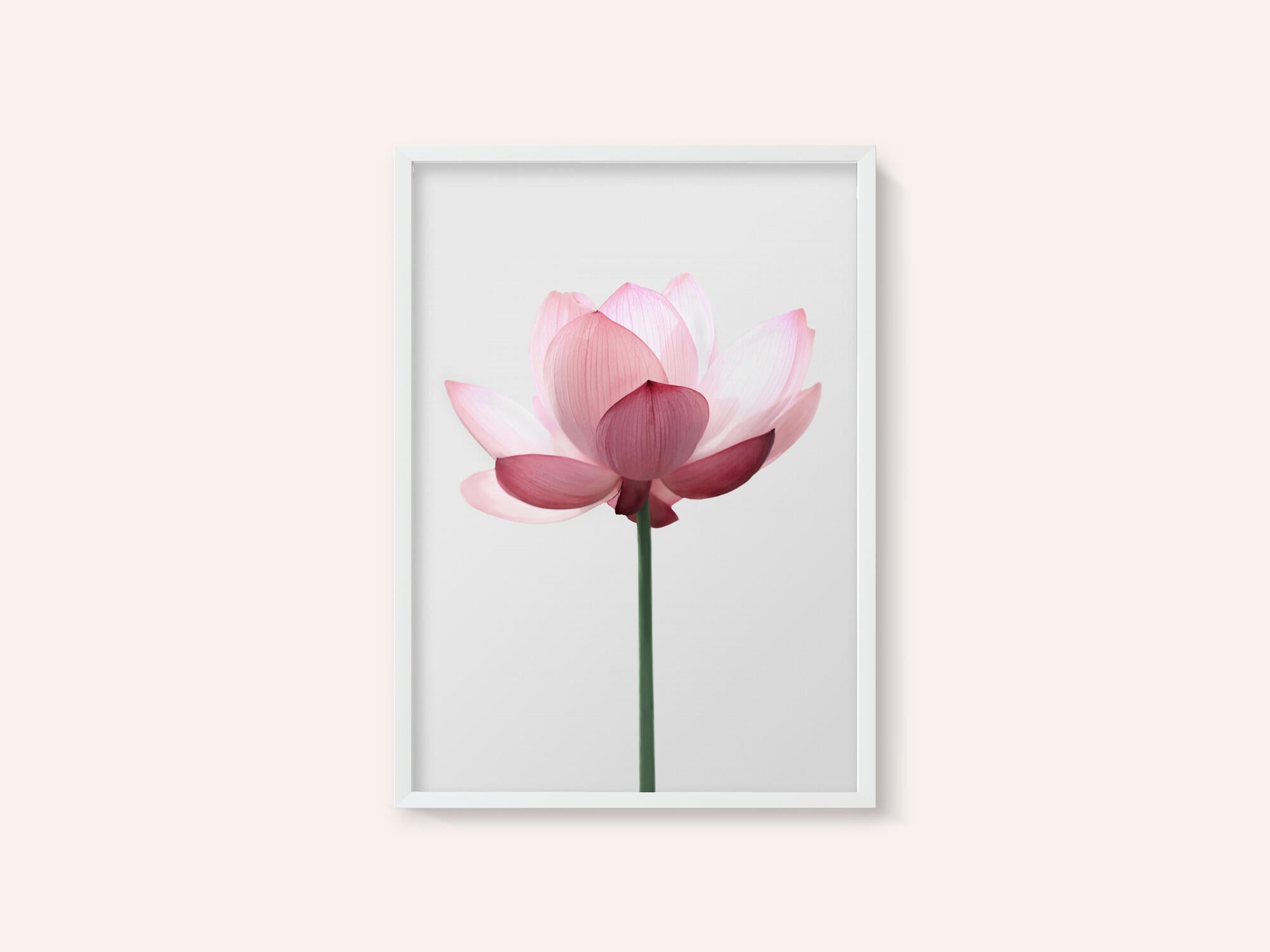 Lotus Flower