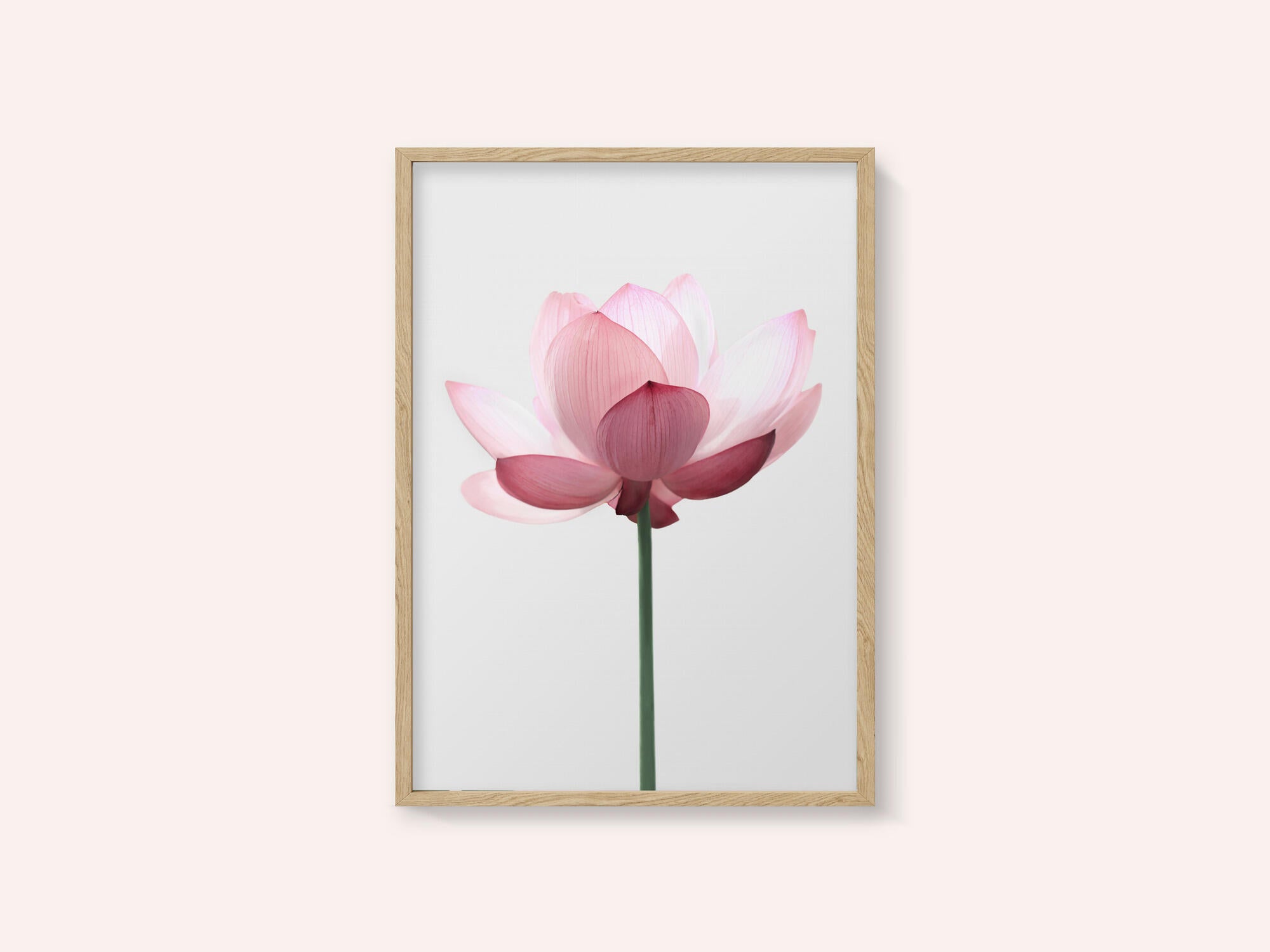 Lotus Flower