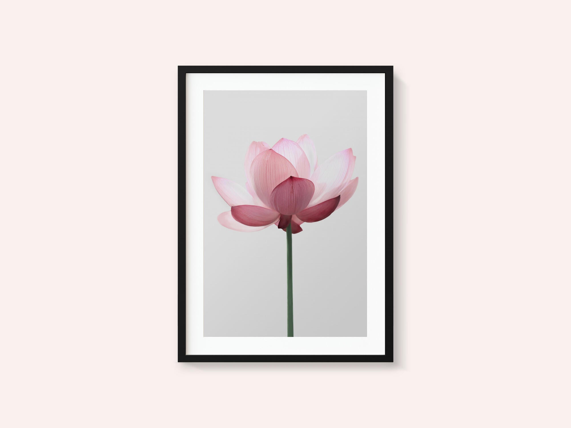 Lotus Flower