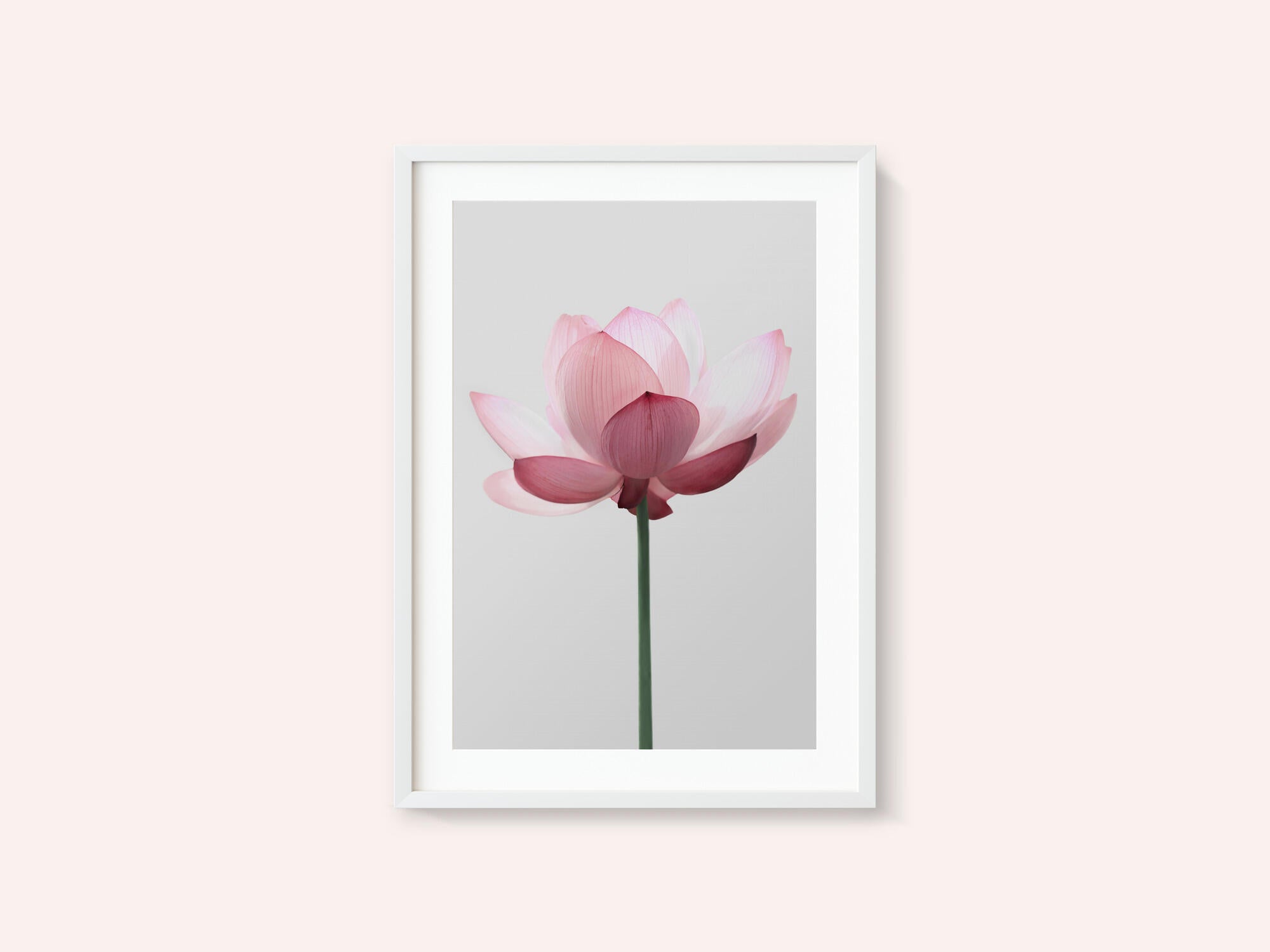 Lotus Flower