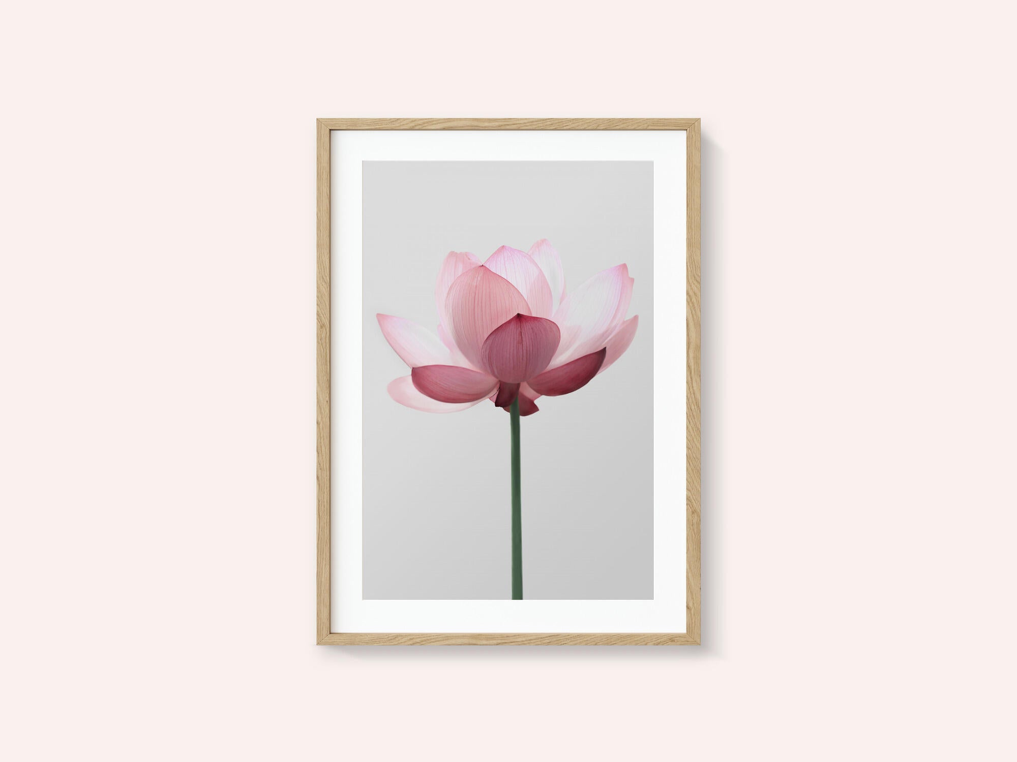 Lotus Flower