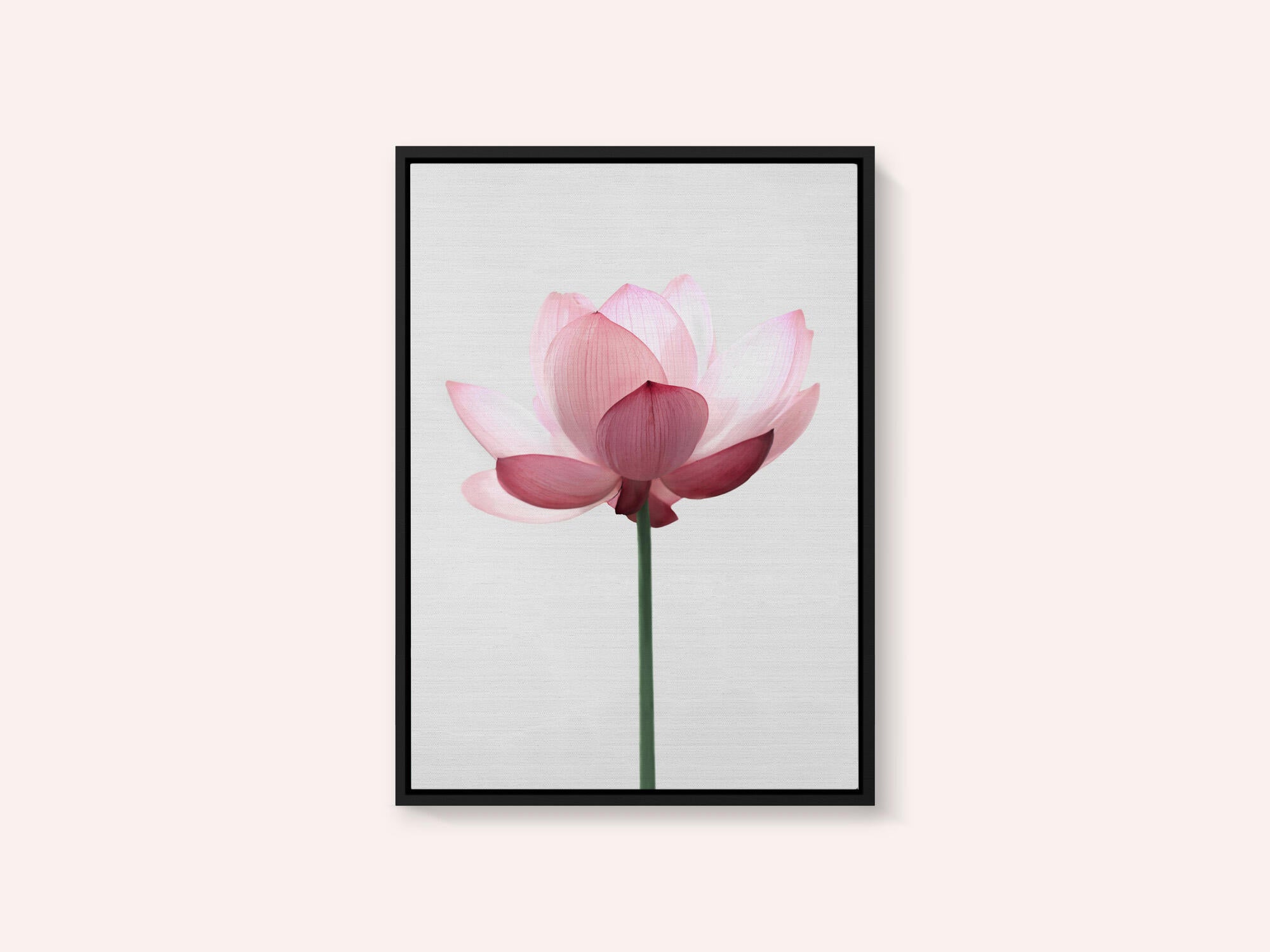 Lotus Flower