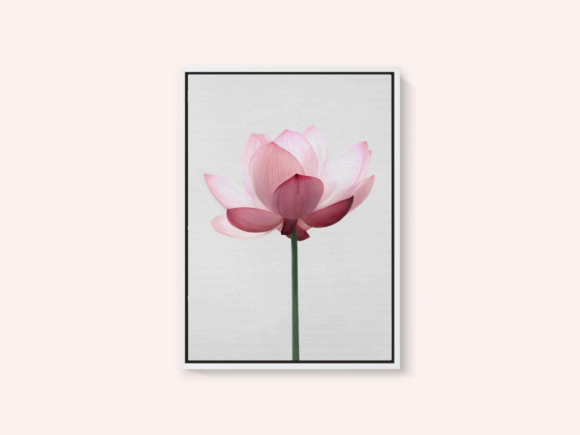 Lotus Flower