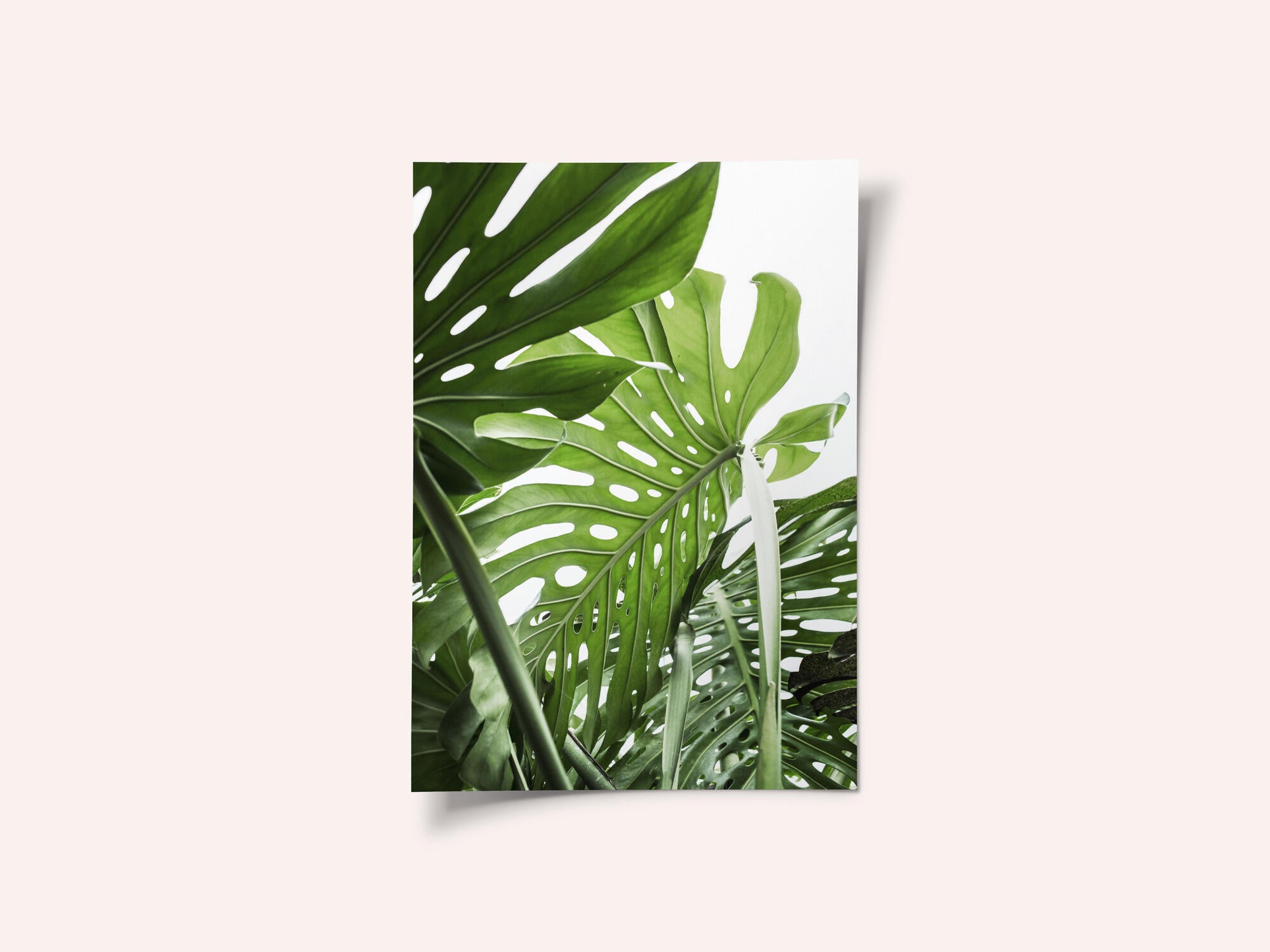 Jungle