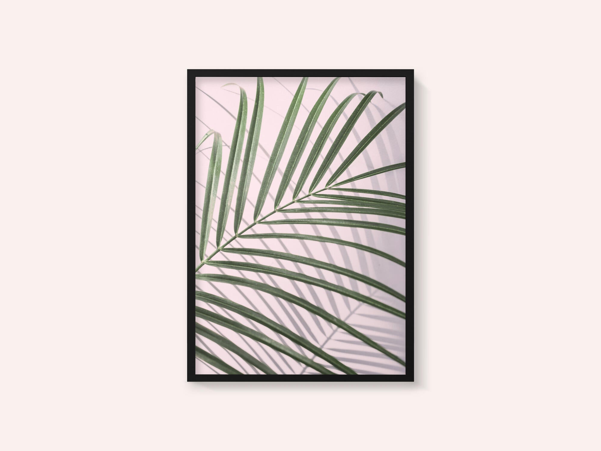 Palm Leaf Shadow