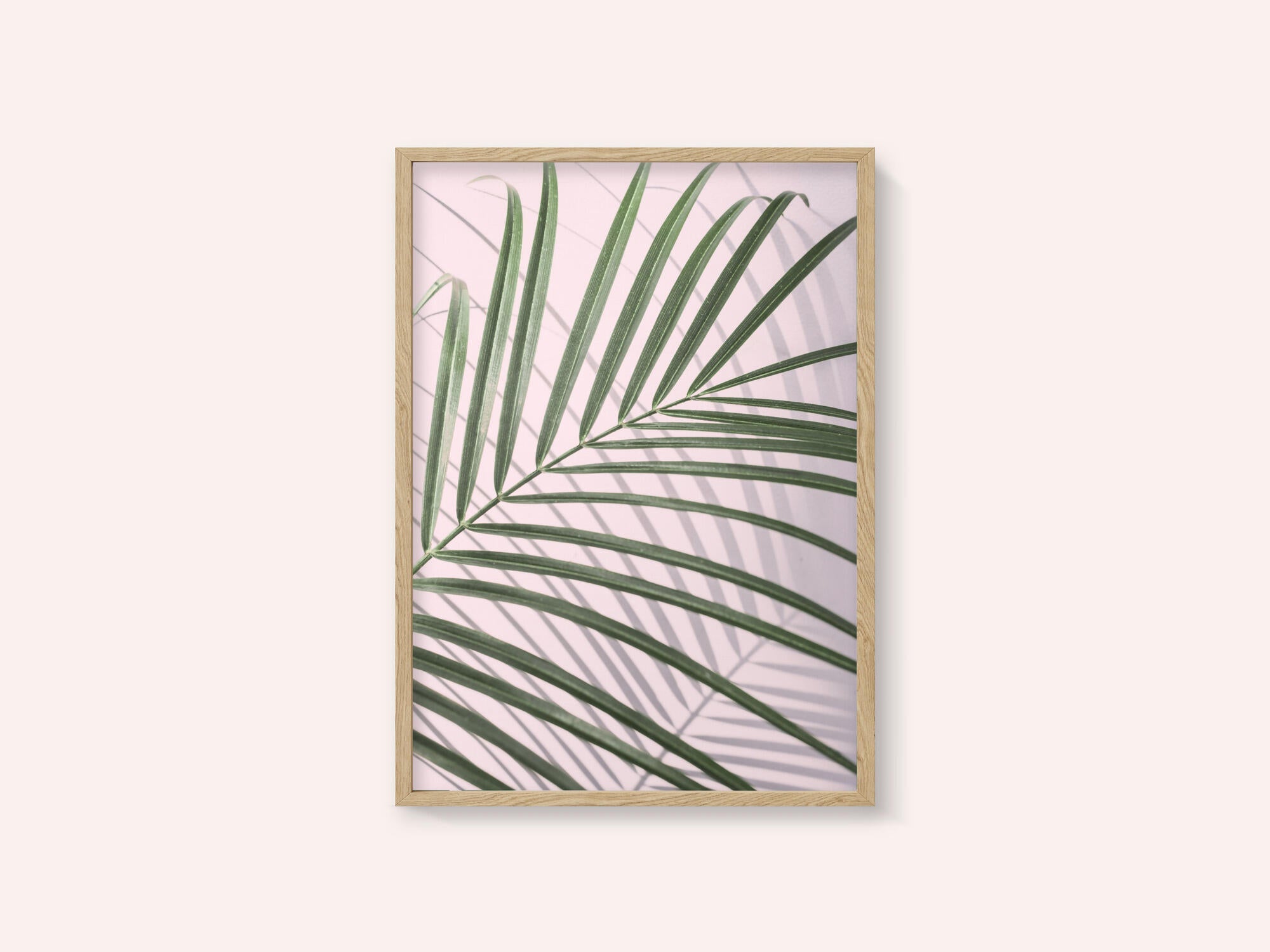 Palm Leaf Shadow