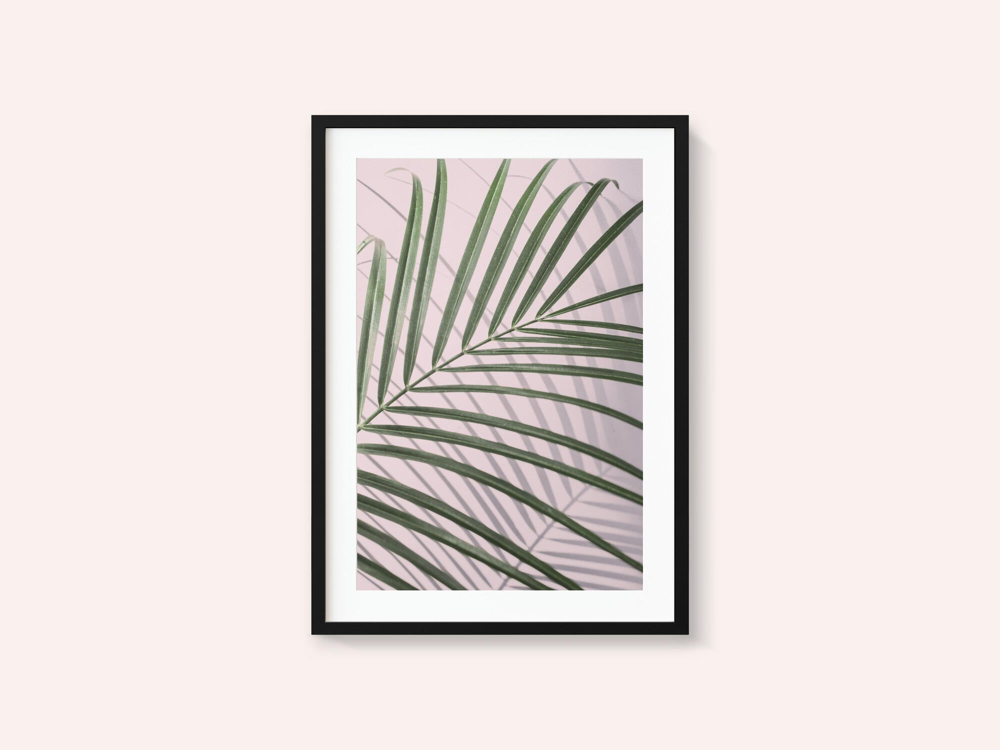 Palm Leaf Shadow