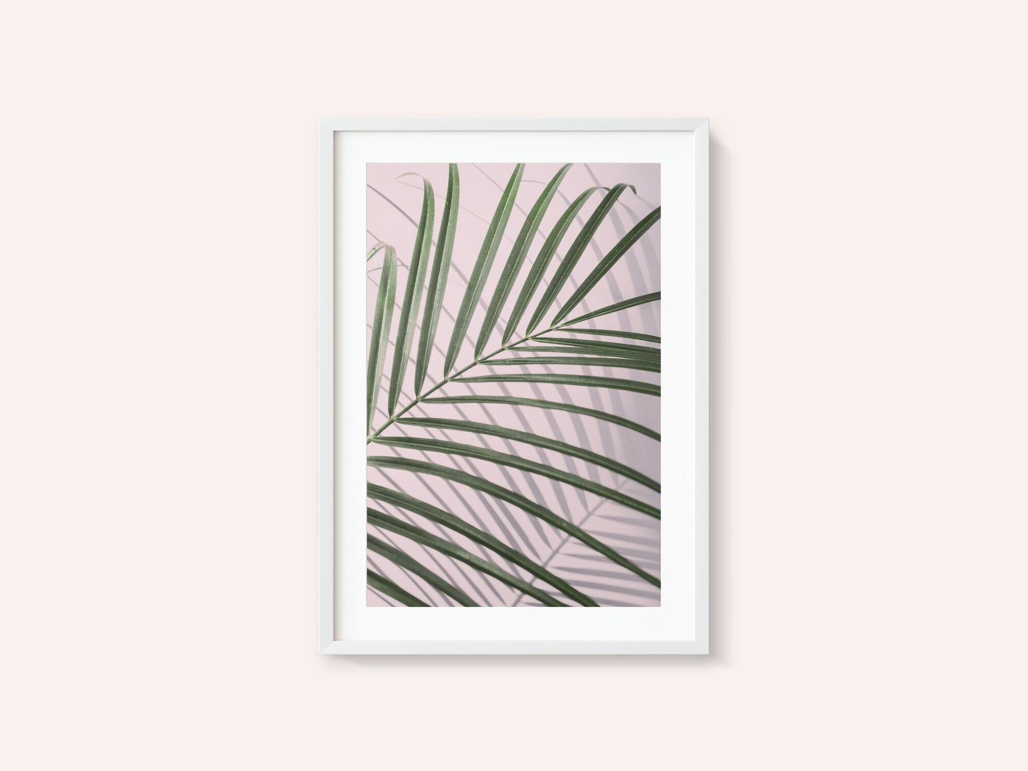 Palm Leaf Shadow