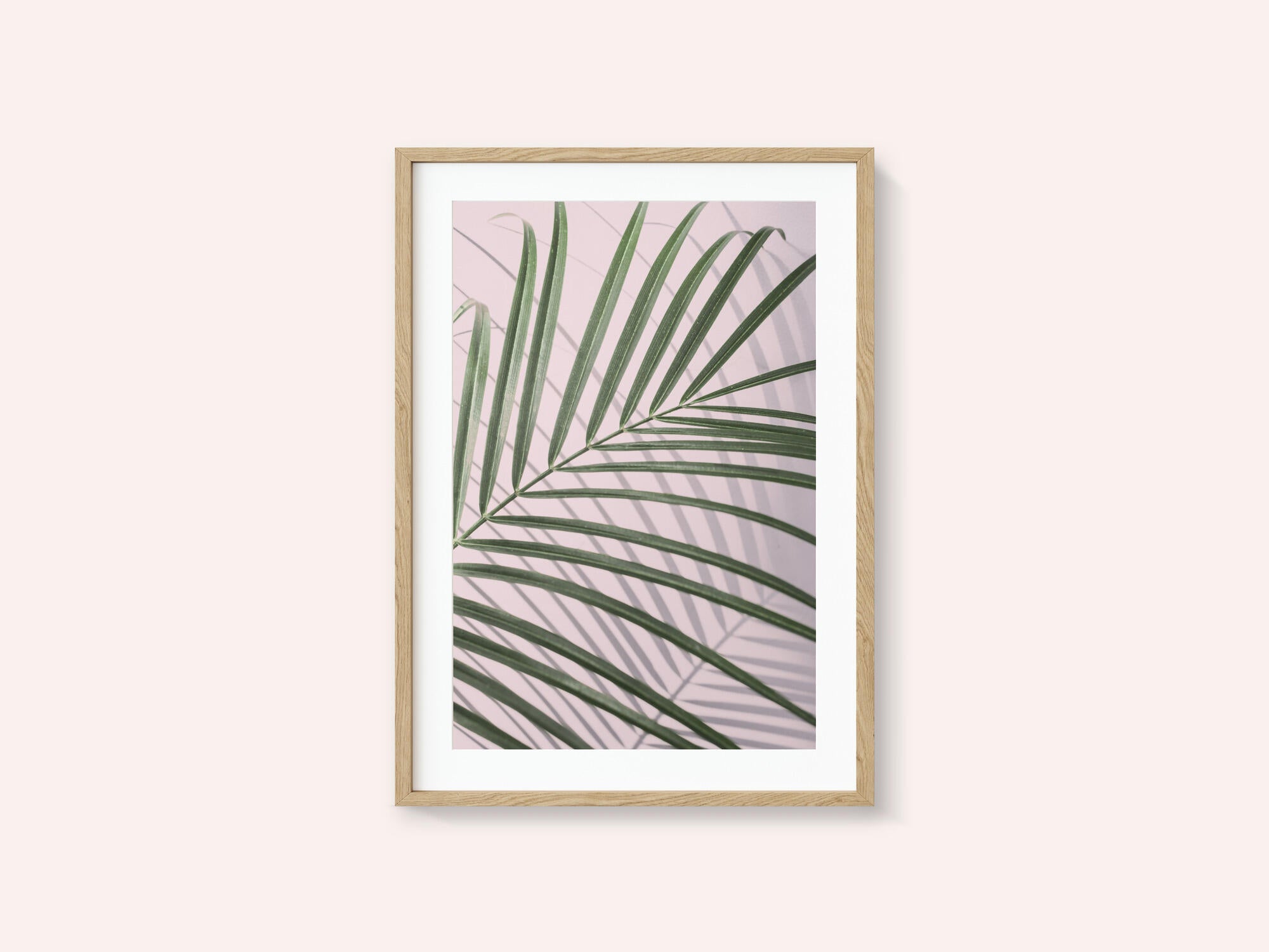 Palm Leaf Shadow