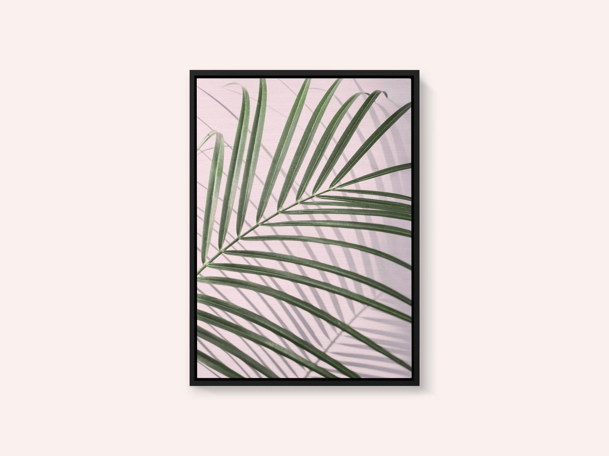 Palm Leaf Shadow