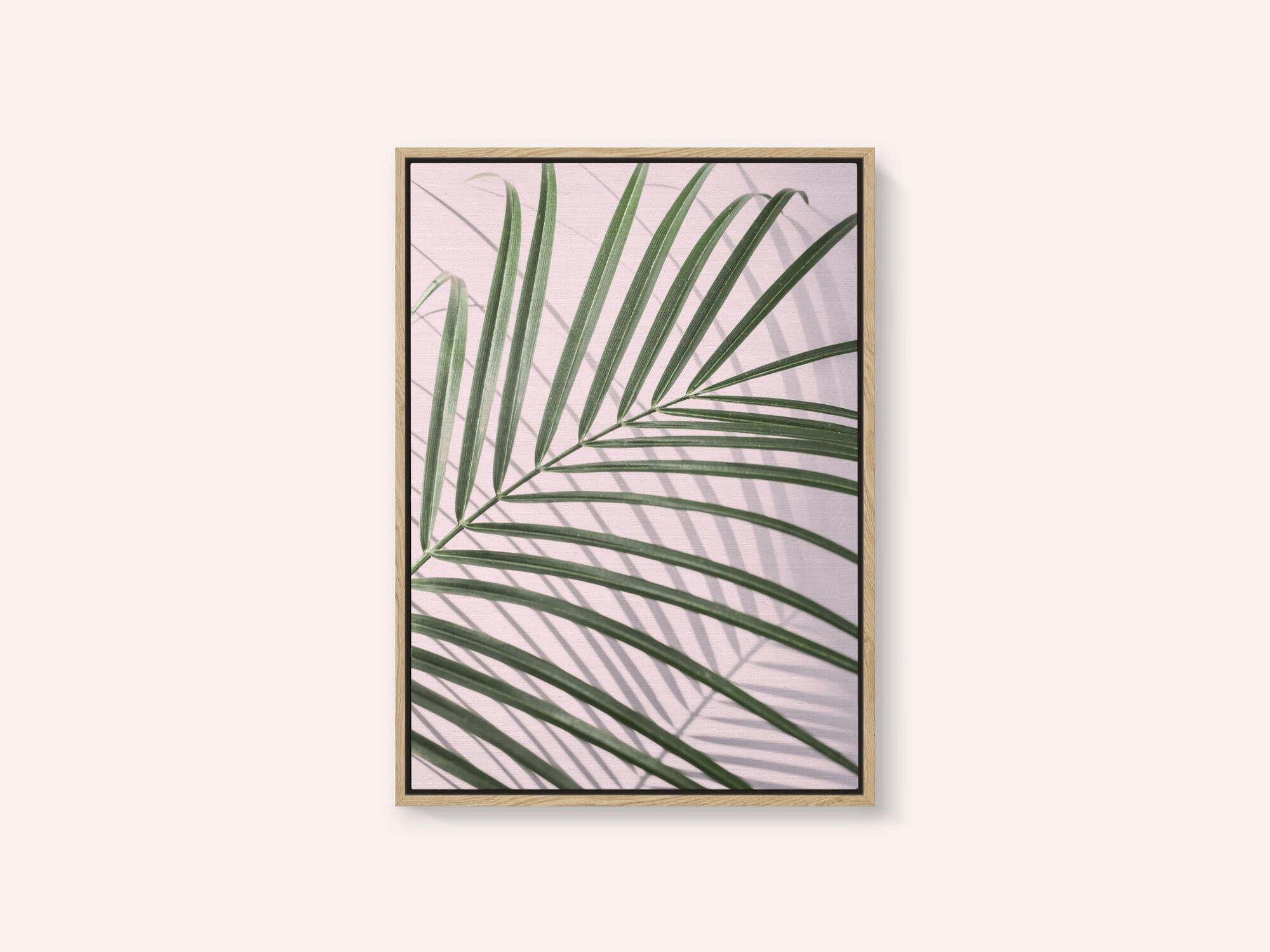 Palm Leaf Shadow