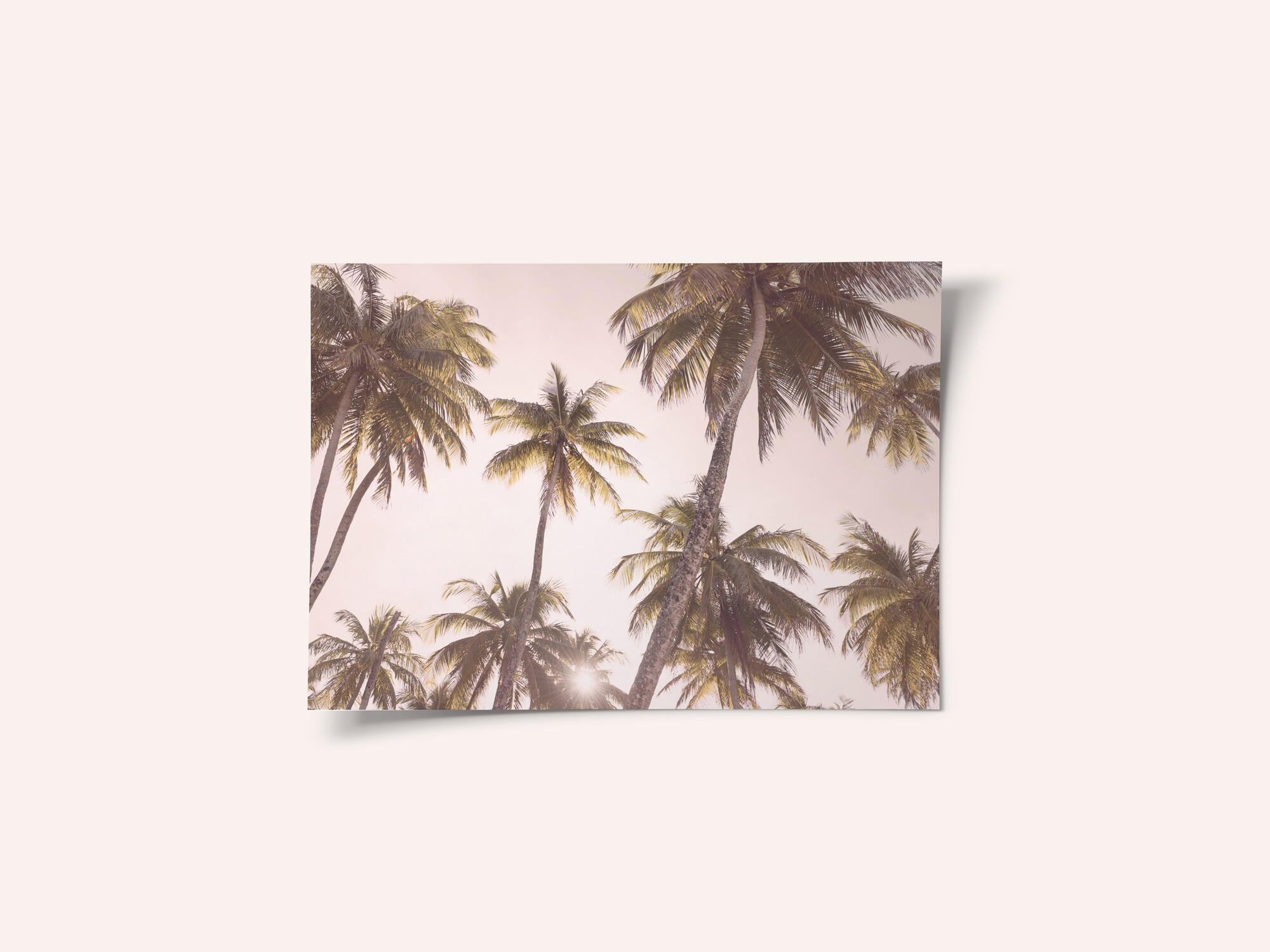 Blush Palm Trees