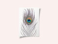 Peacock Feather