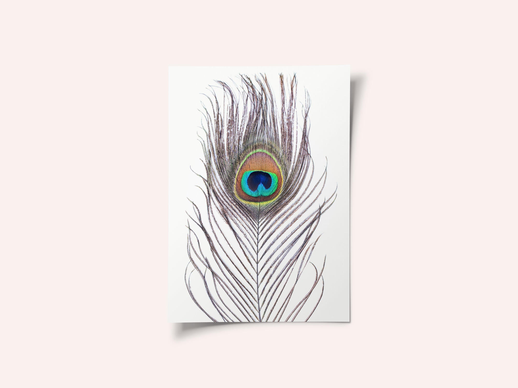 Peacock Feather