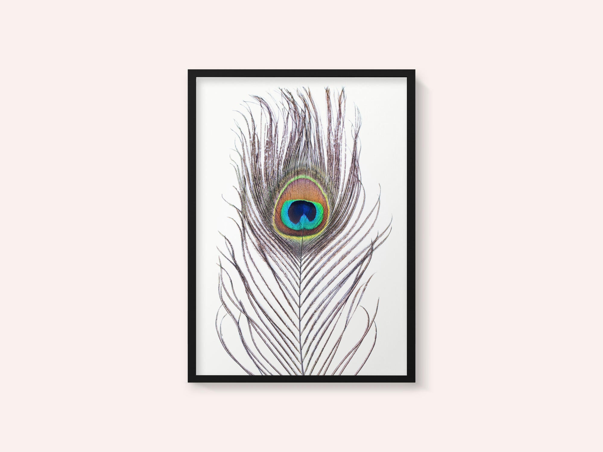 Peacock Feather