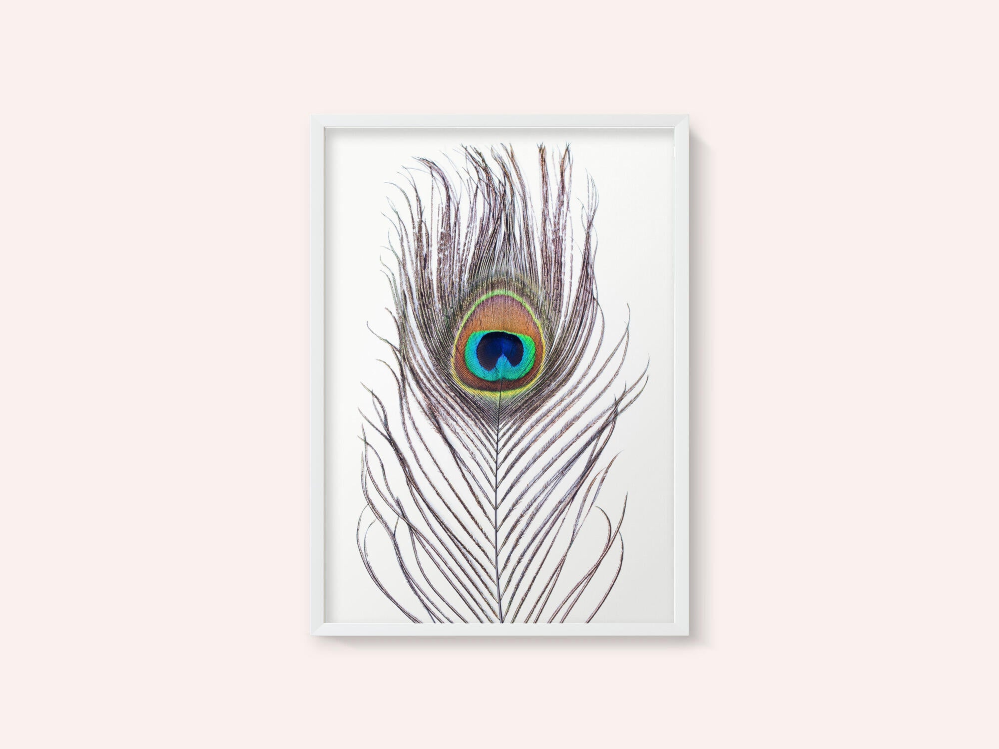 Peacock Feather