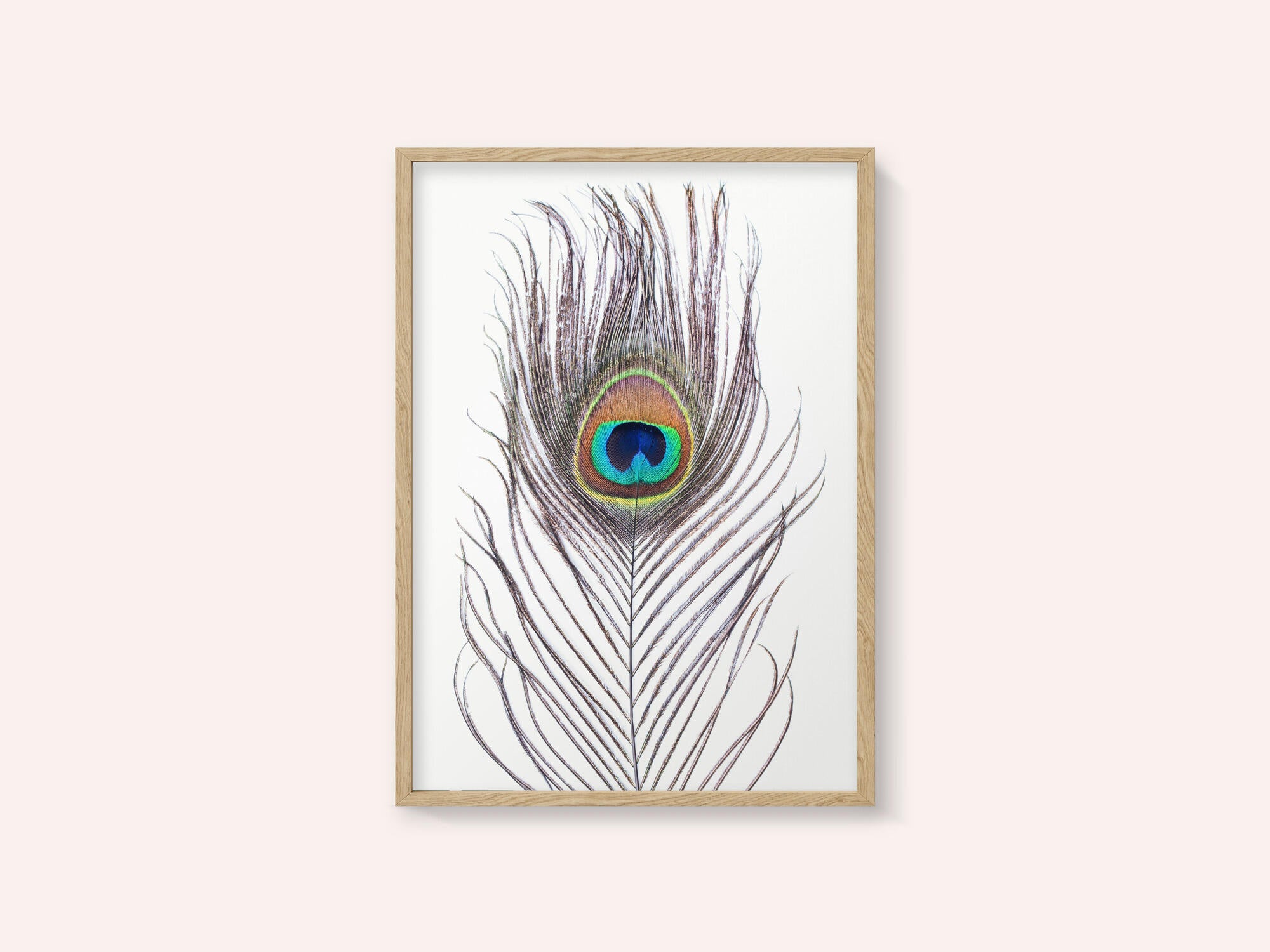 Peacock Feather