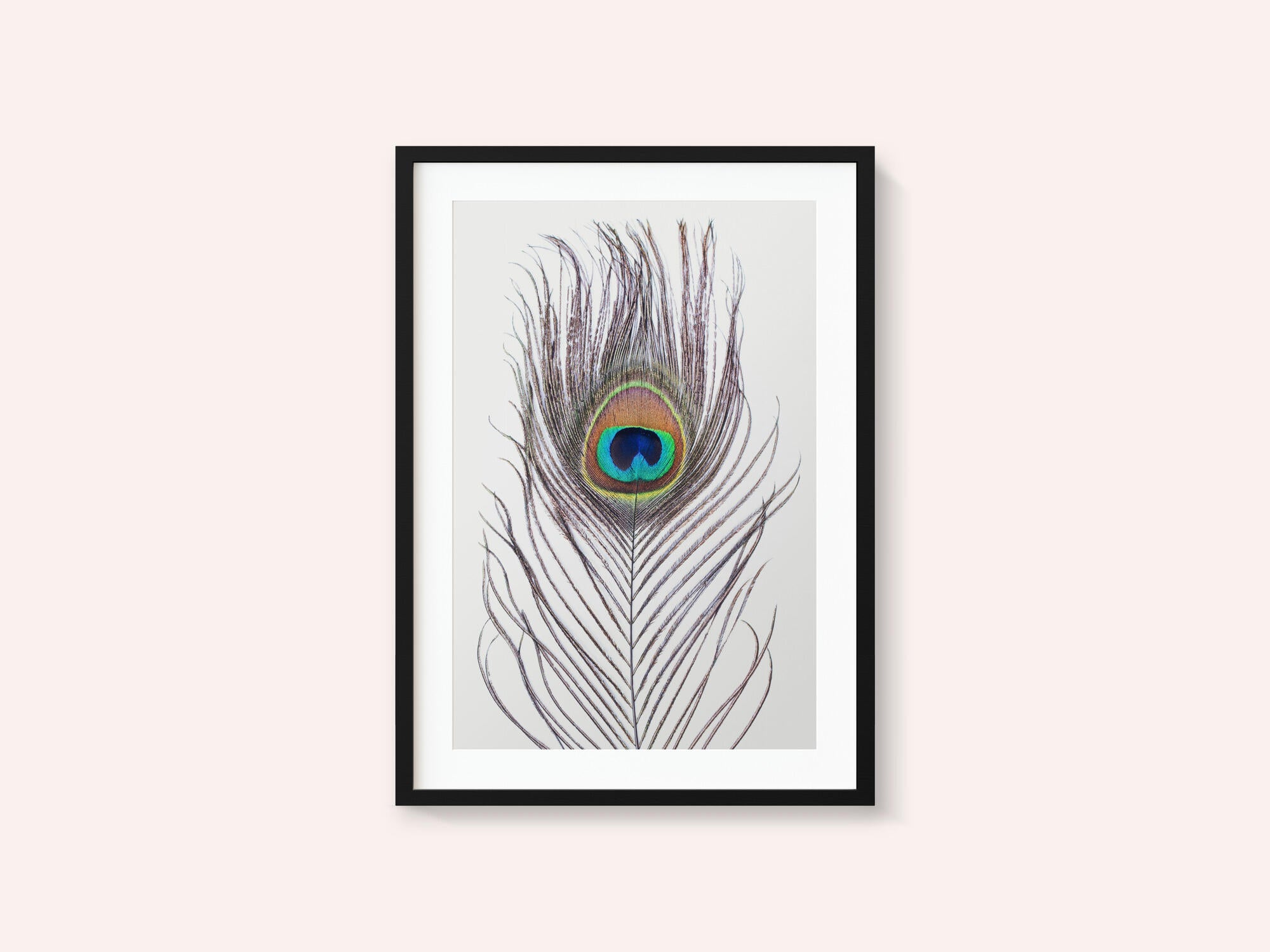 Peacock Feather