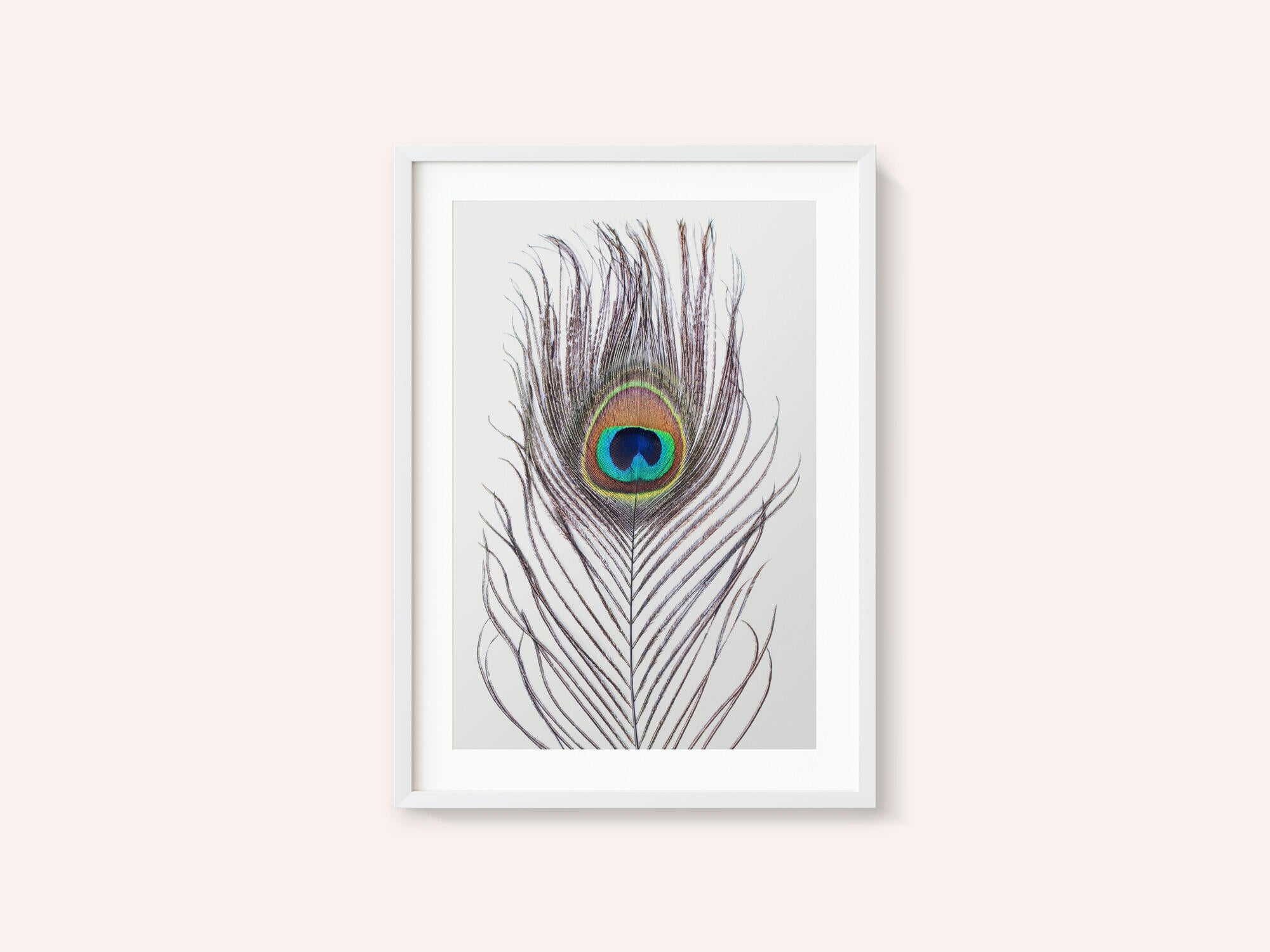 Peacock Feather