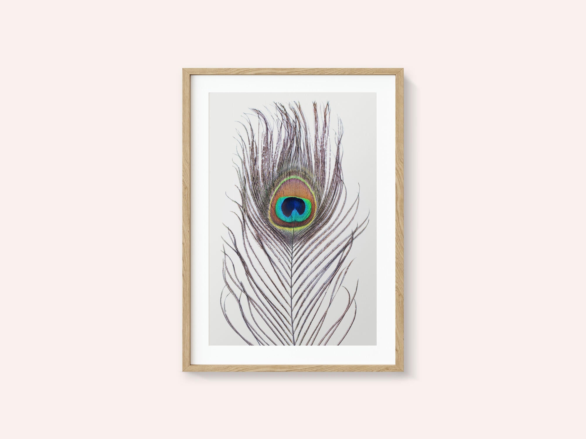 Peacock Feather
