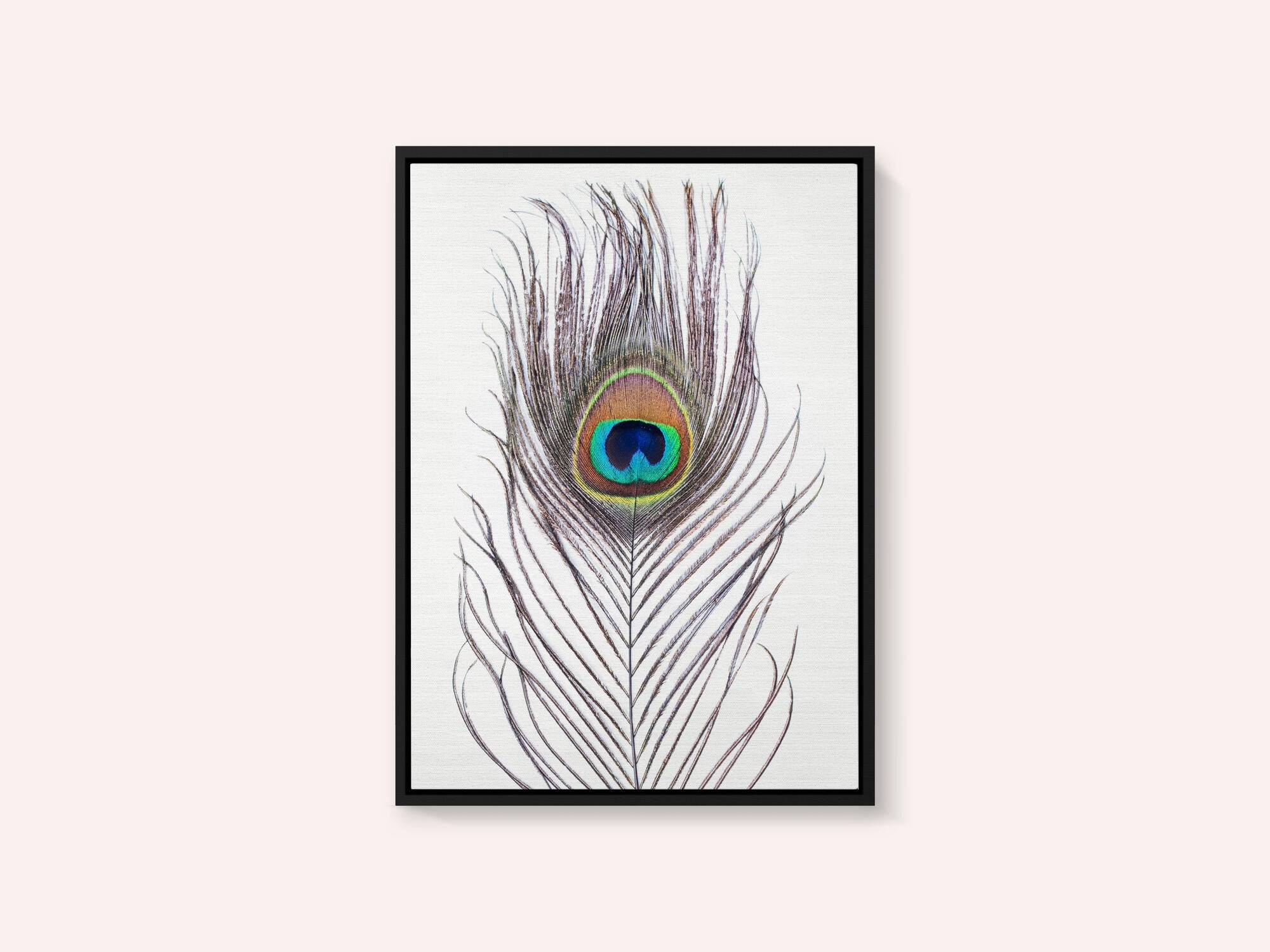 Peacock Feather
