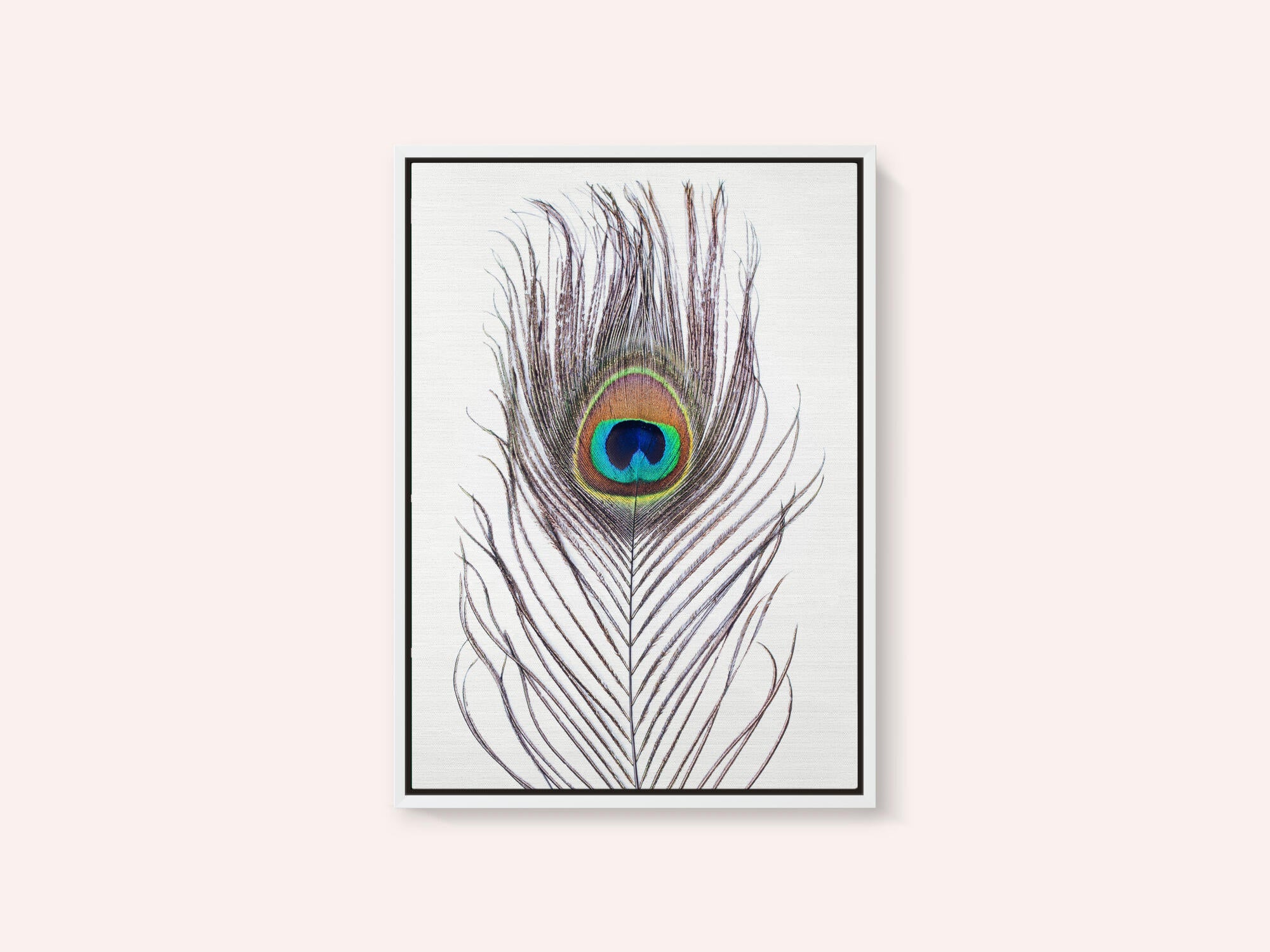 Peacock Feather