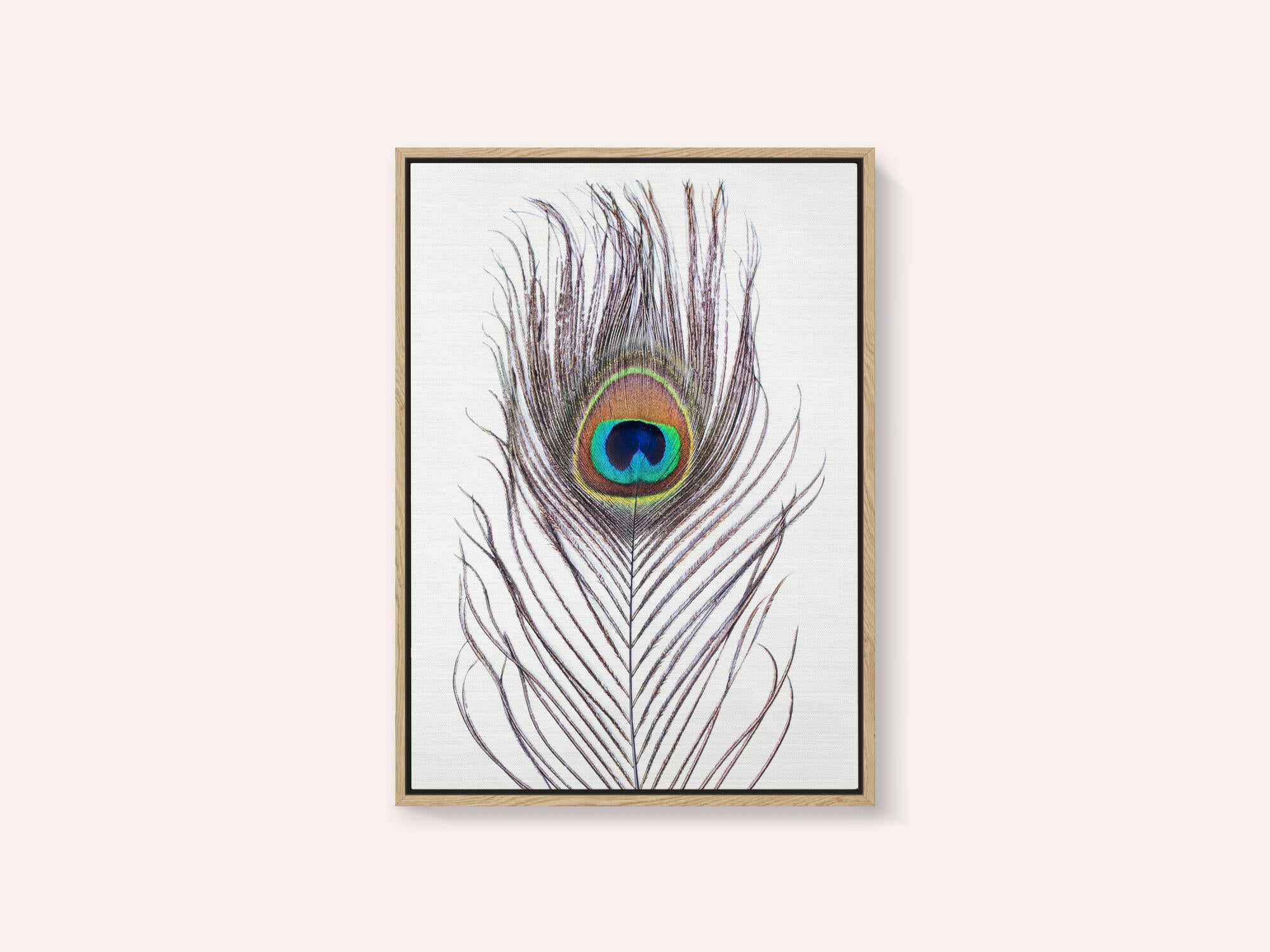 Peacock Feather