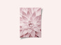 Pink Succulent