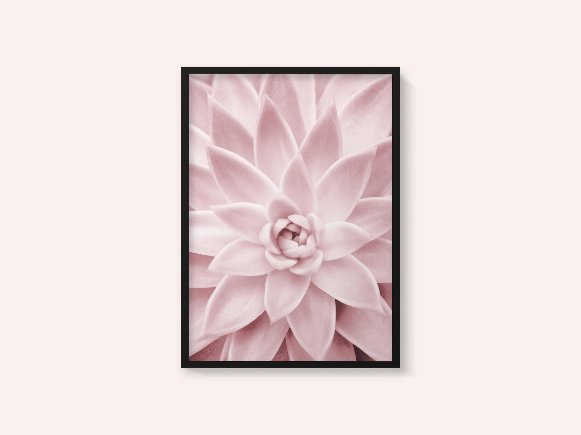 Pink Succulent
