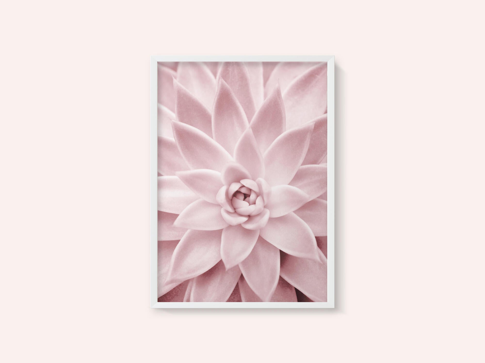Pink Succulent