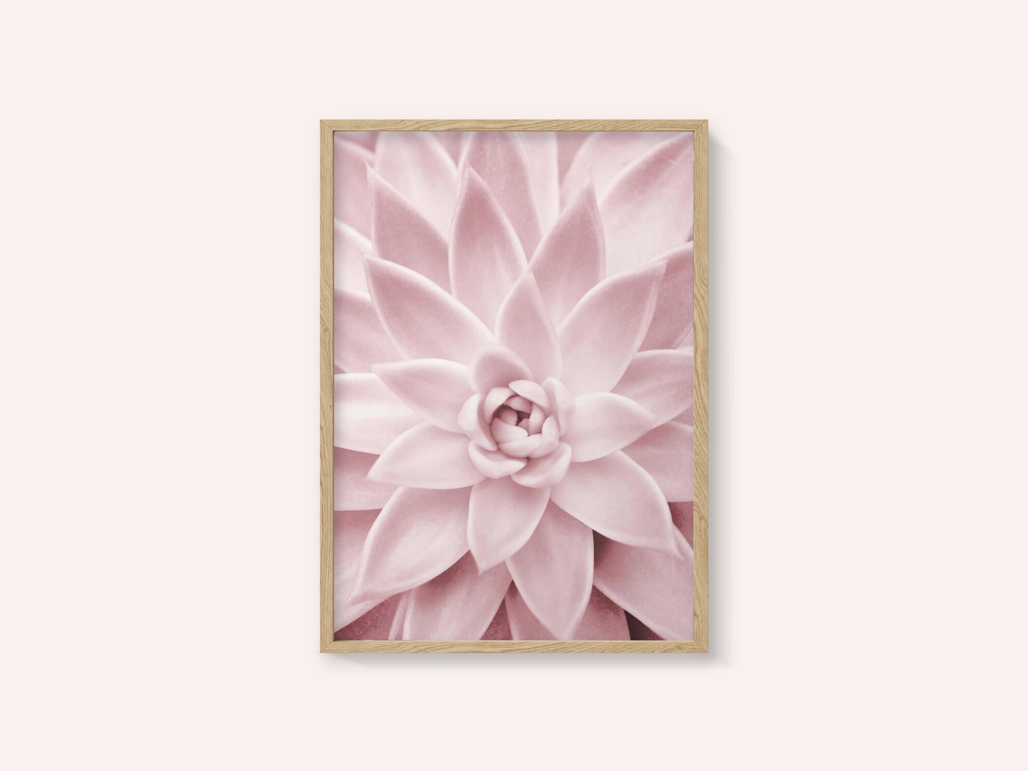Pink Succulent
