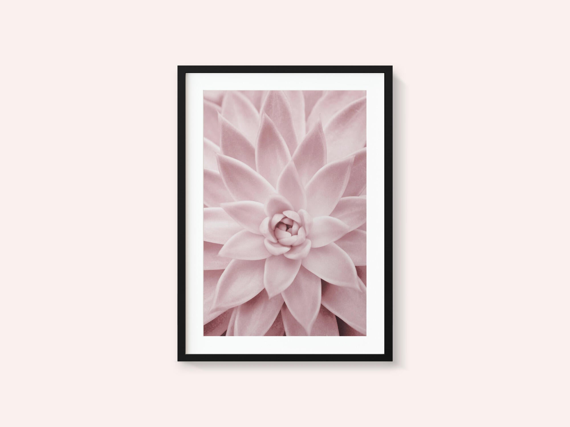 Pink Succulent